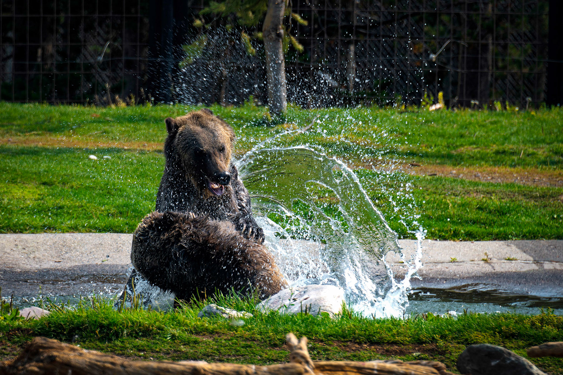 More bear practice from the Discovery Center.