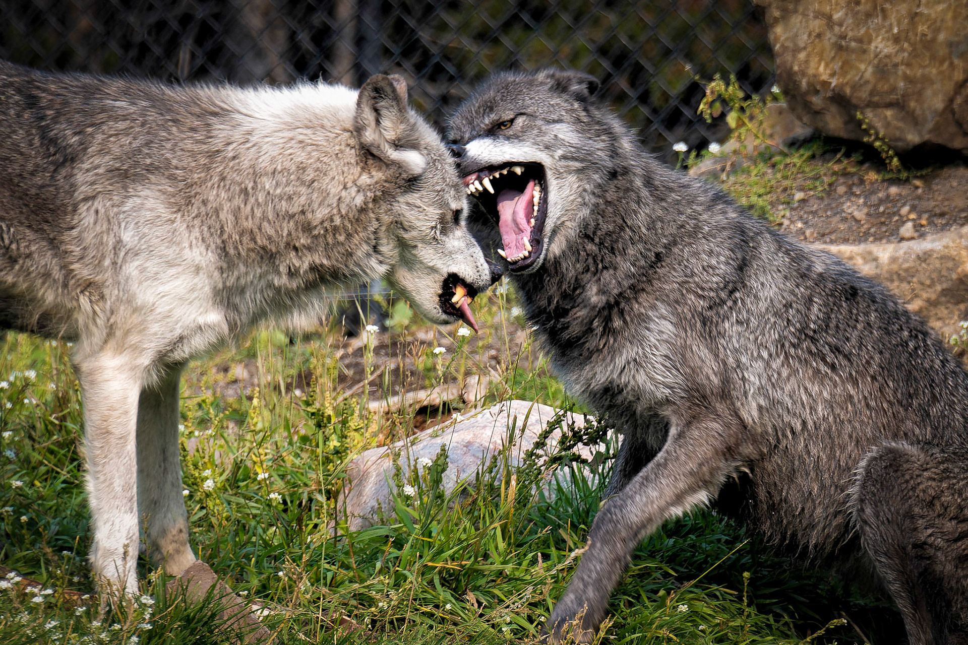 Wolves, Yellowstone Grizzly and Wolf Discovery Center