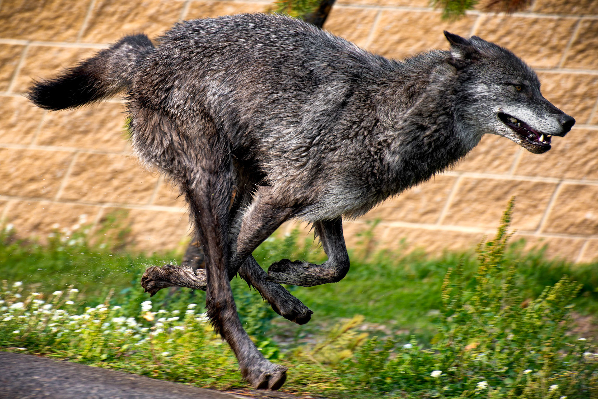 I mentioned the Bears and Wolves were in a mood the day we visited... Here's a gray wolf in a full sprint after a dip in the pool.