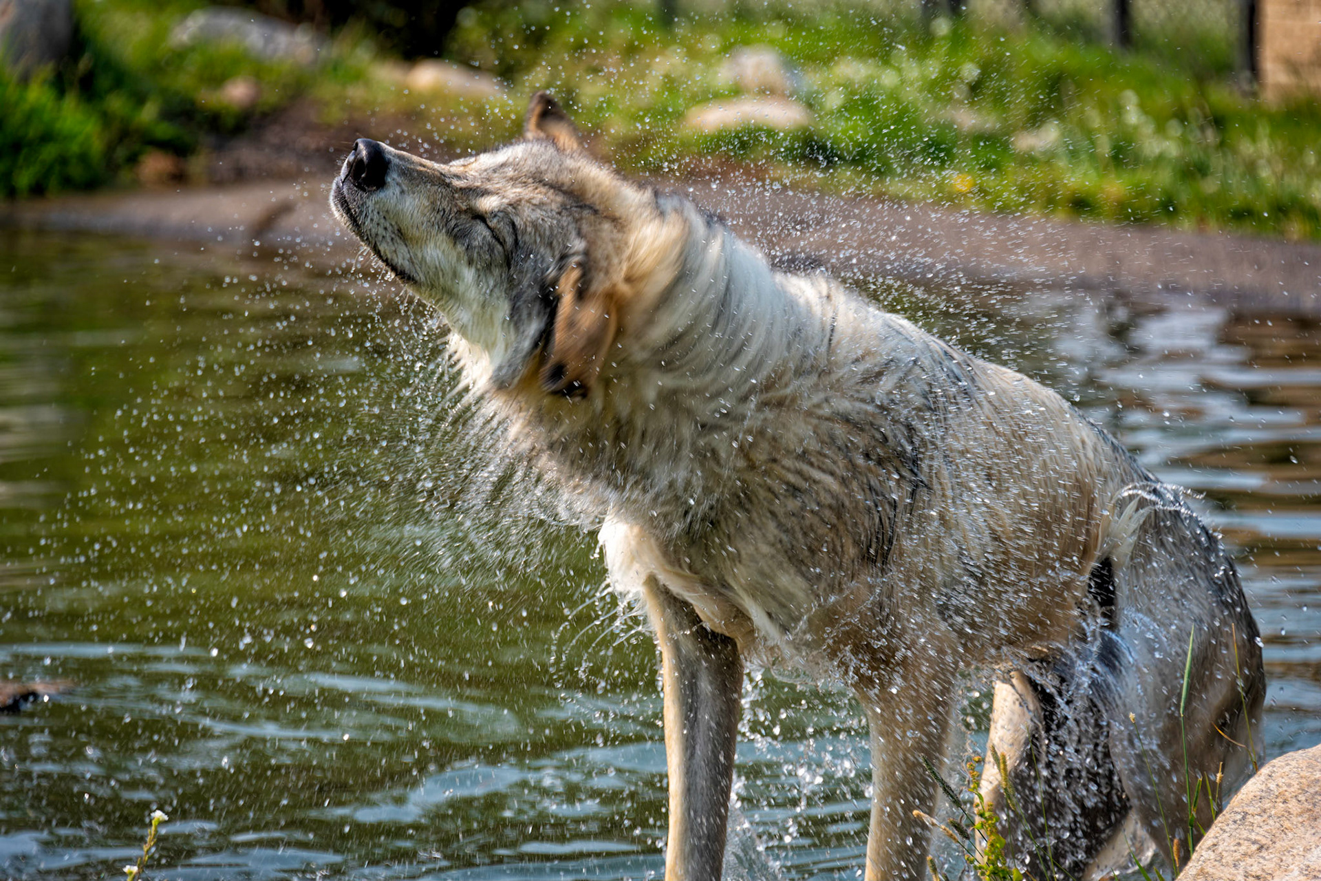 Wet Wolf, West Yellowstone Wolf and Grizzly Discovery Center