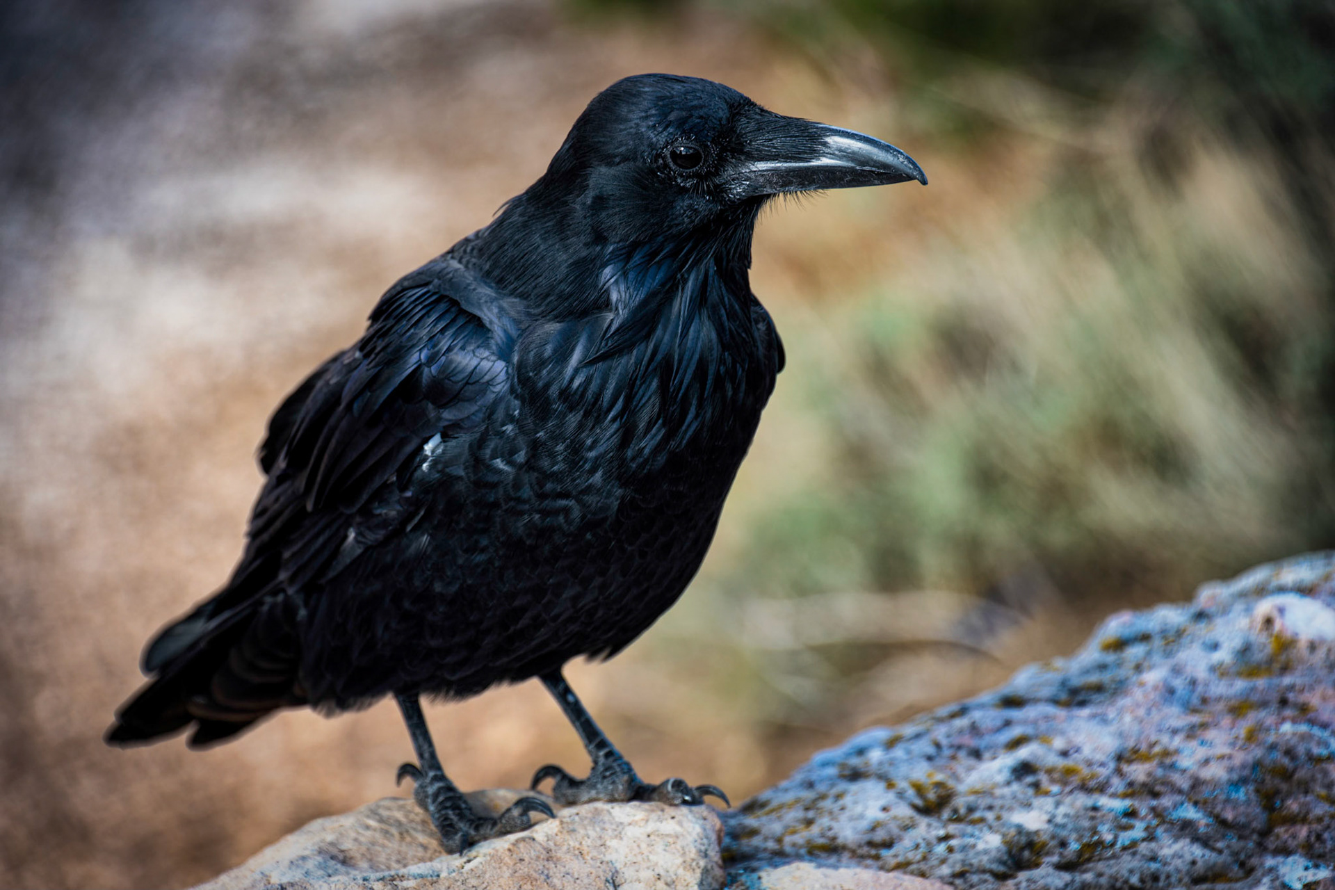 Raven, Grand Canyon National Park