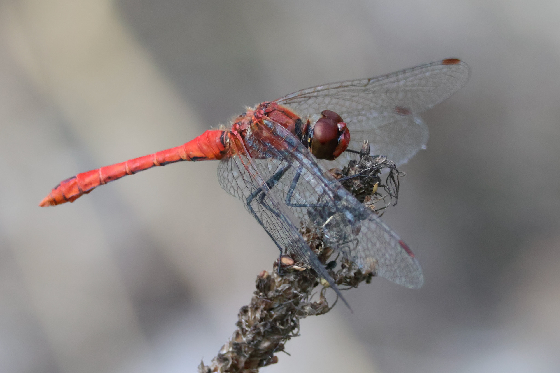Bloedrode Heidelibel