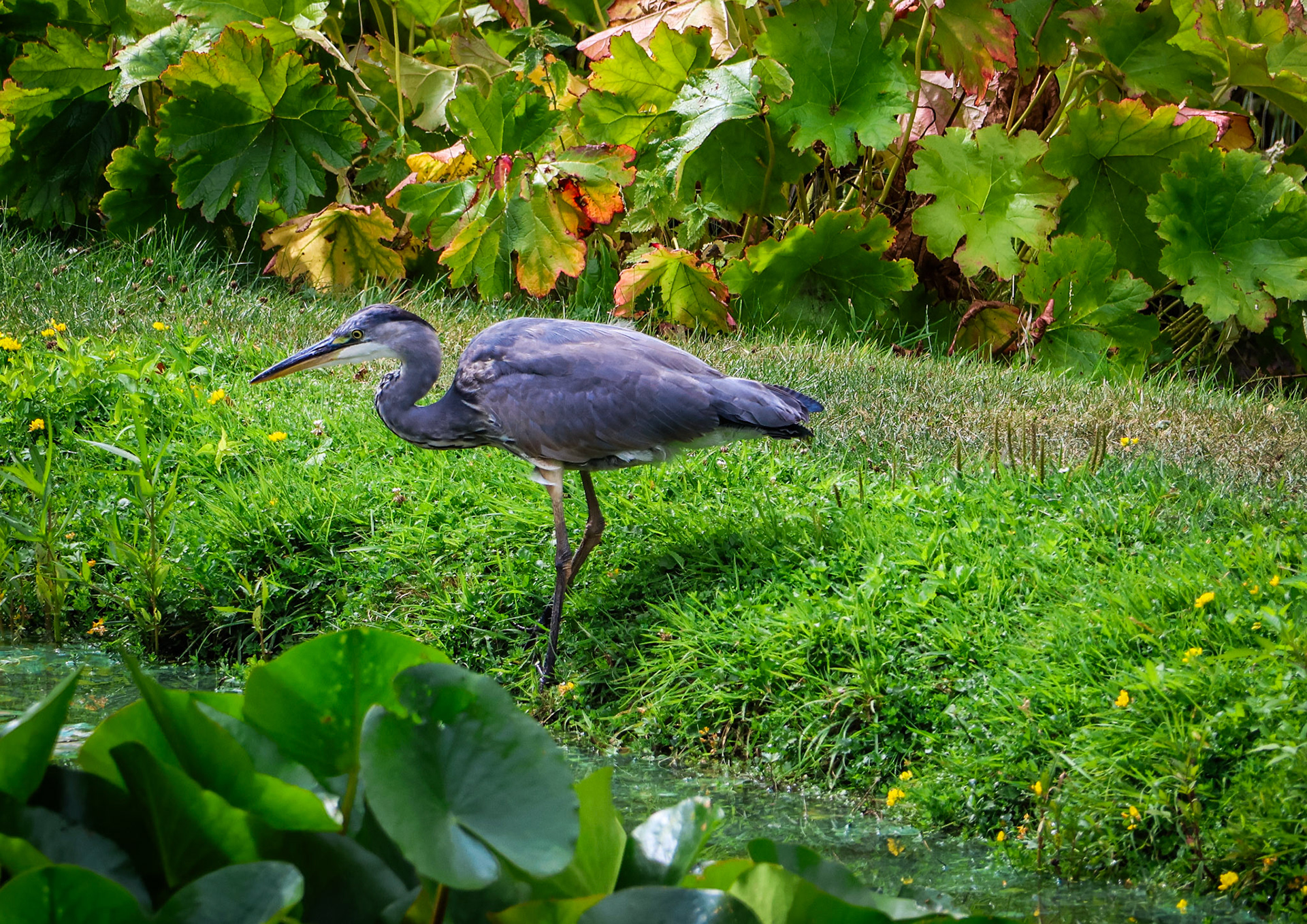 Reiger
