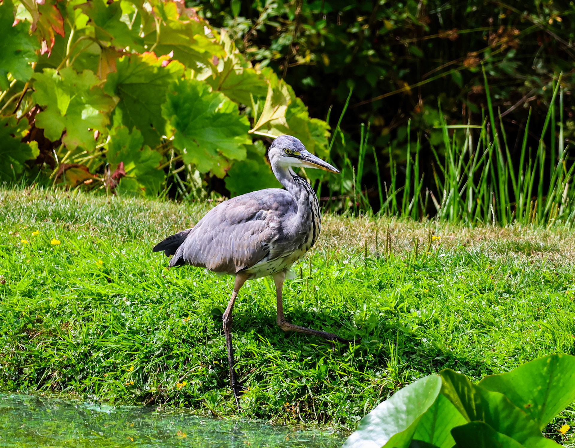 Reiger