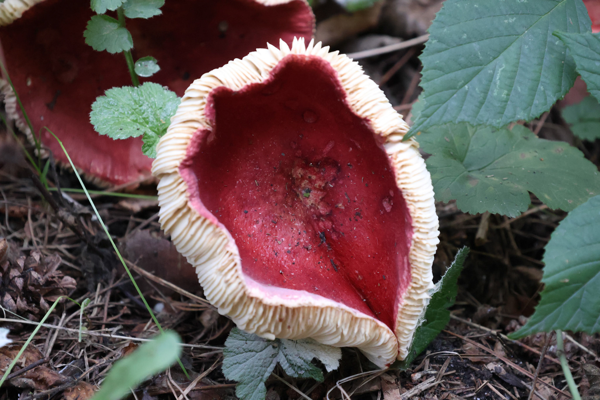 Bloedroed Russula