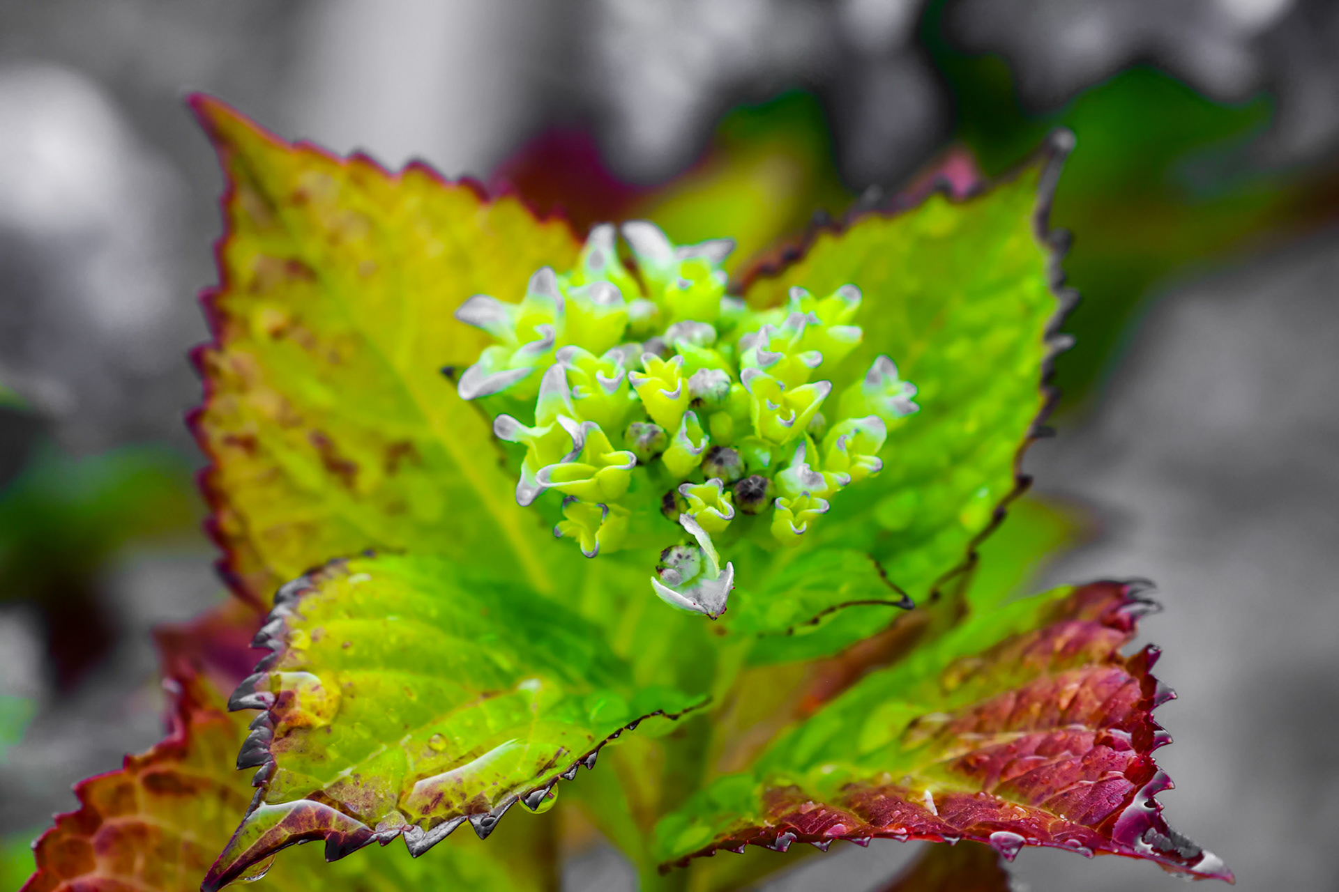 Hortensia