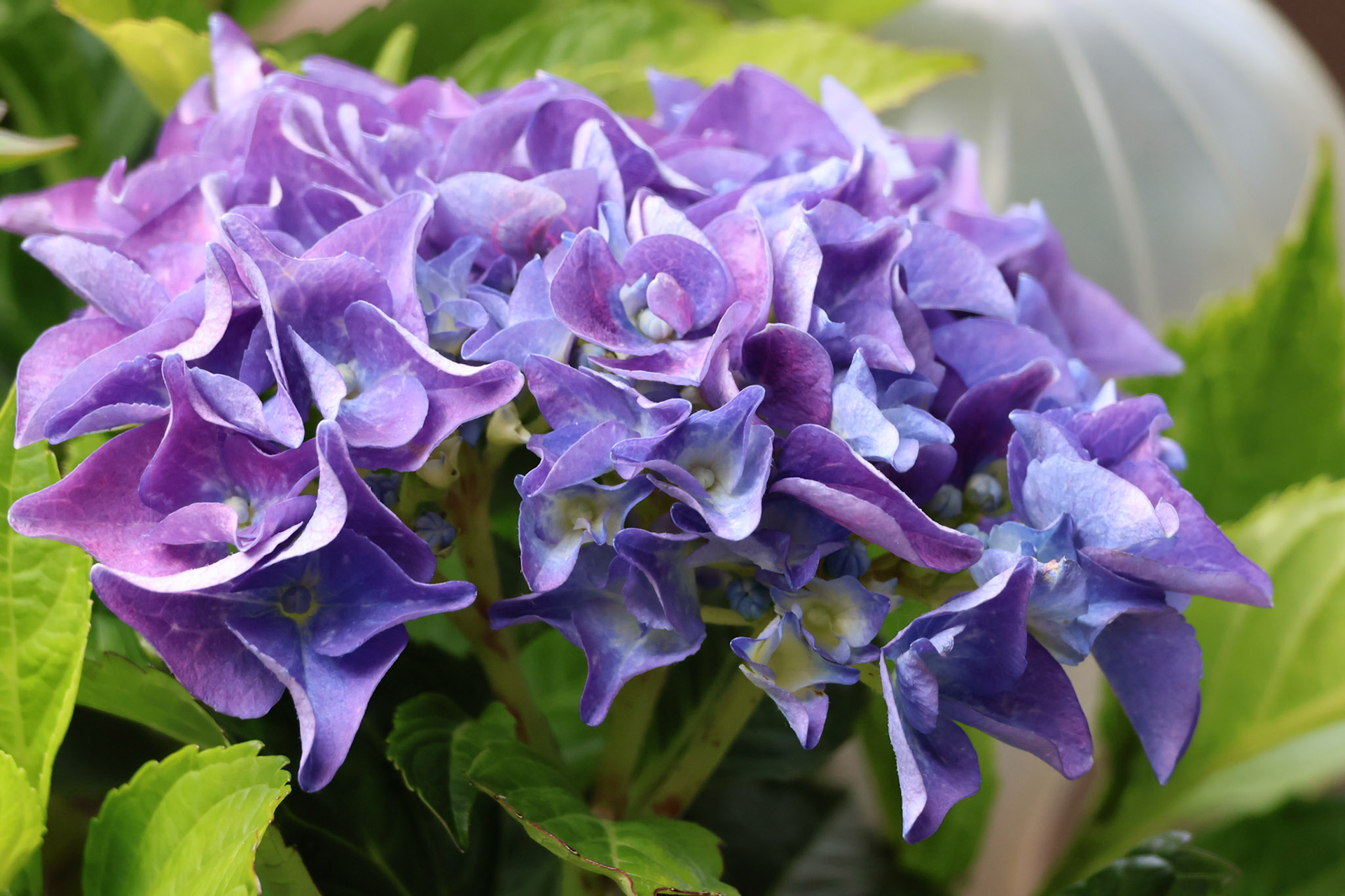 Boerenhortensia