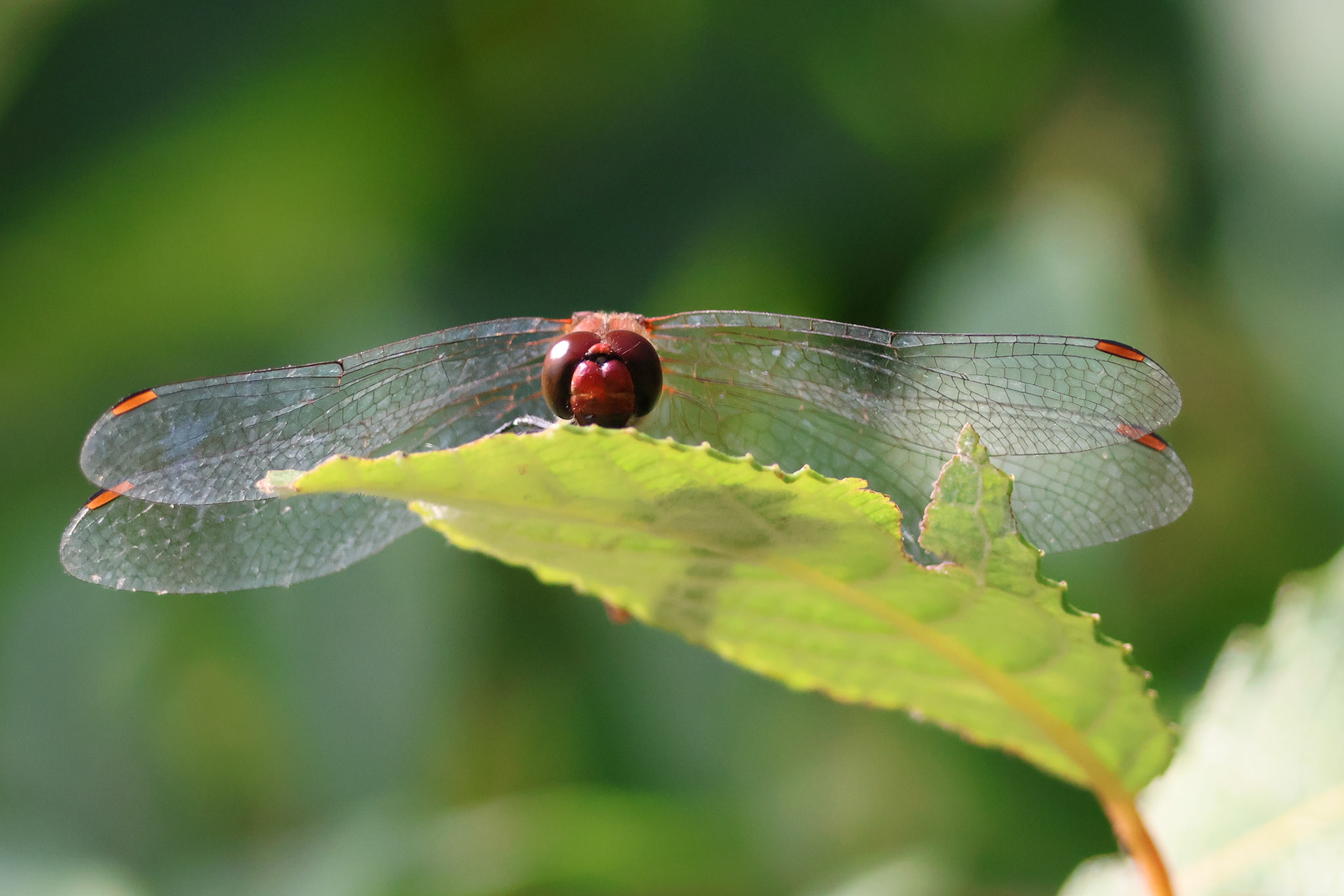 Bloedroede heidelibel