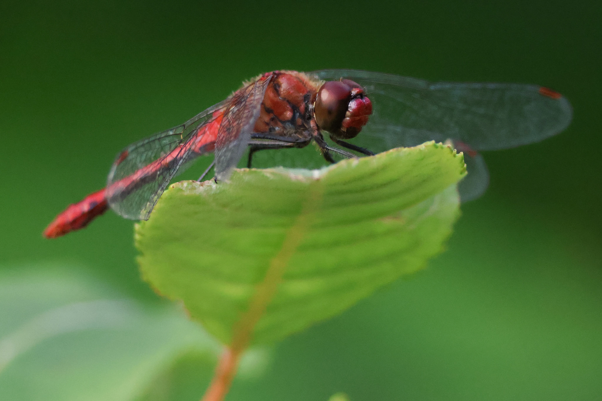 Bloedrode heidelibel