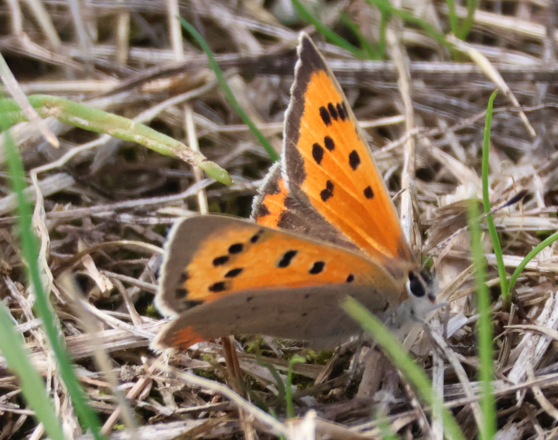 Kleine vuurvlinder