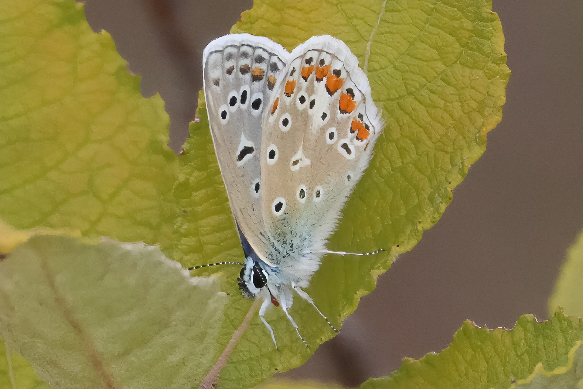 Icarusblauwtje