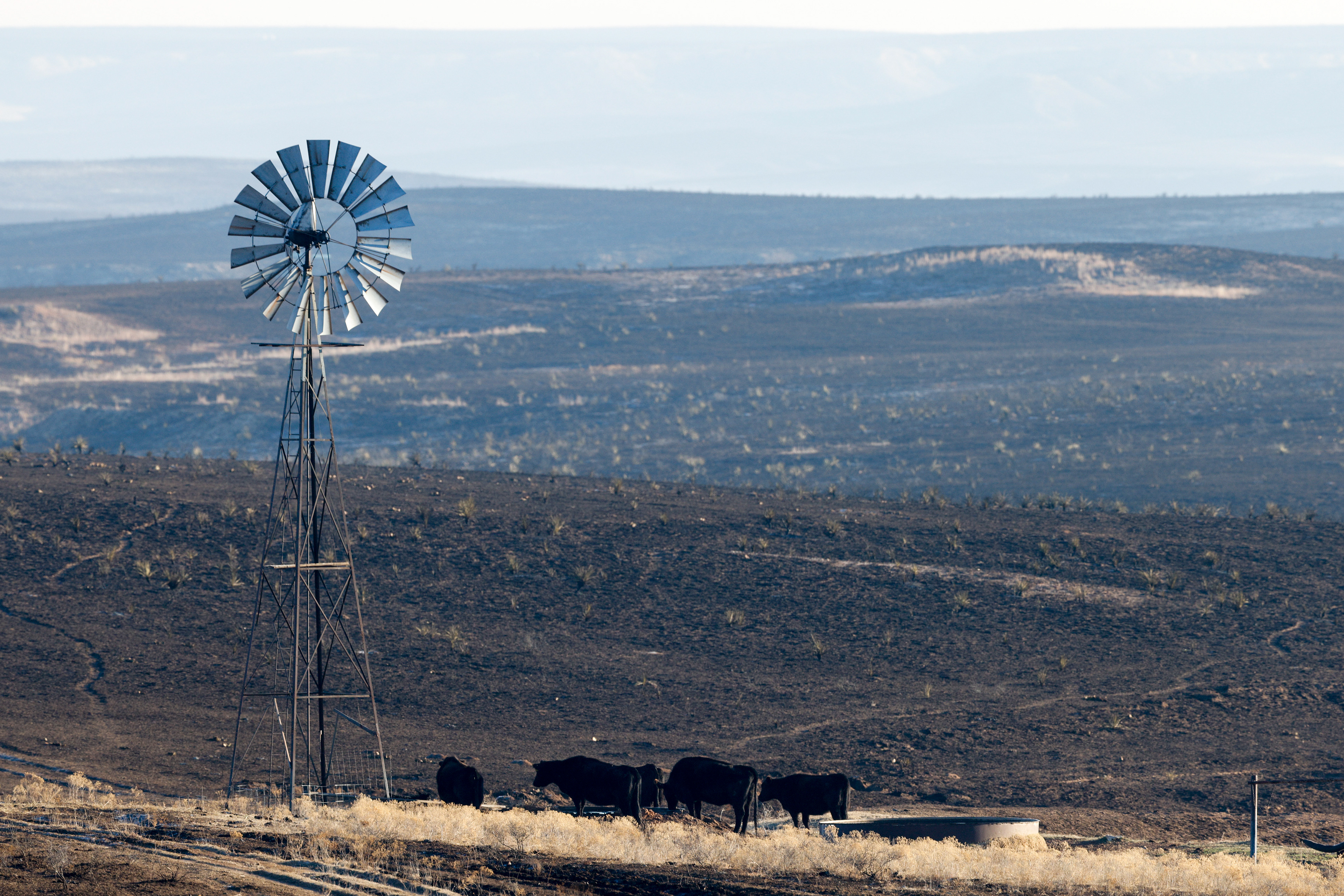 Cattle graze near grasslands burned by the Smokehouse Creek Fire north of Pampa, Texas in Roberts County, Friday, March 1, 2024. The wildfire has become the largest in state history at over one million acres.
