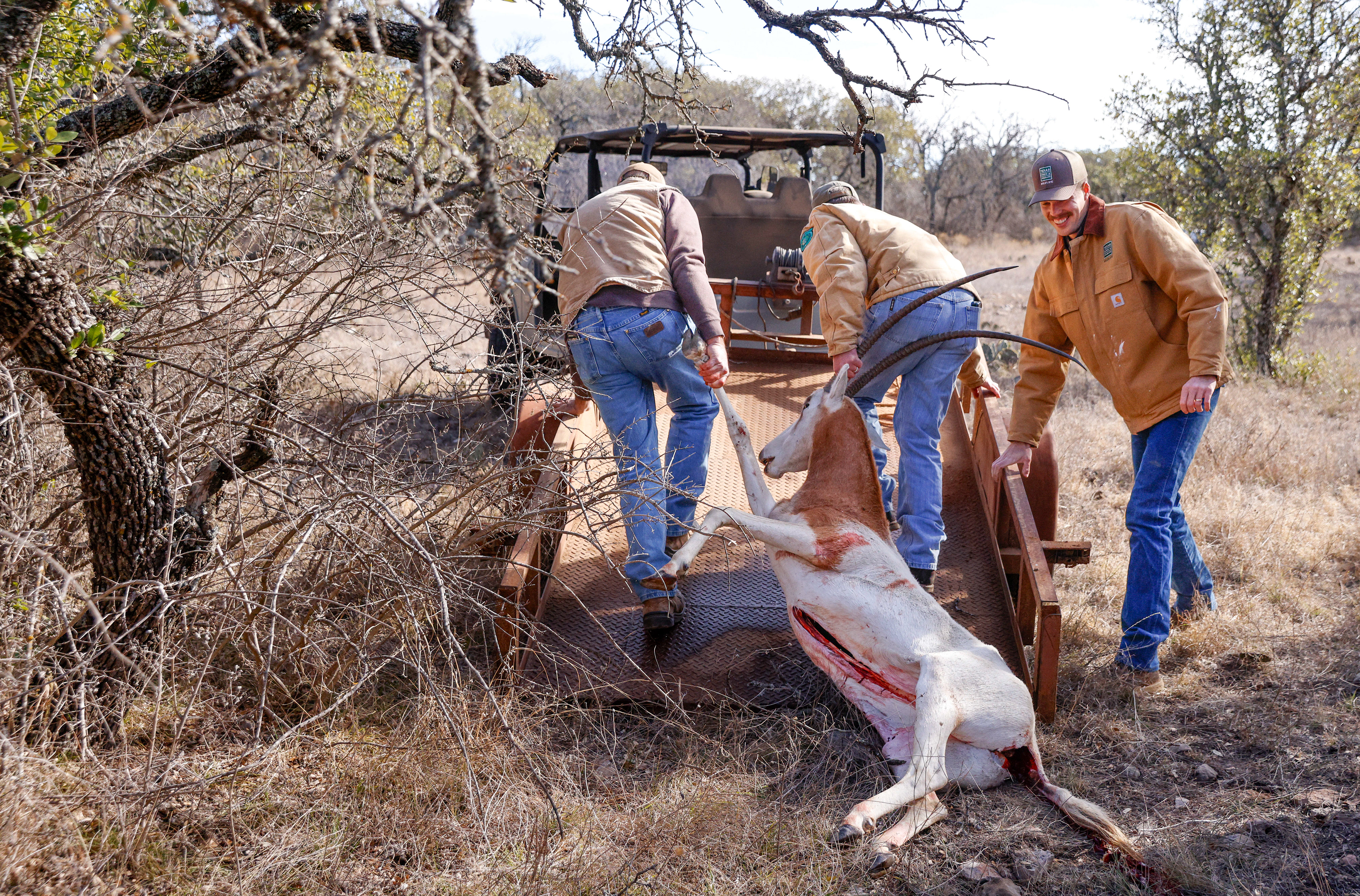 Texas Parks & Wildlife Department staff Jeff Forman (left) and Ryan Reitz (center) drag the scimitar shot by Harold Lee (not pictured) onto a trailer alongside Kelton Mote (right) during an exotic hunt at the Mason Mountain Wildlife Management Area, Wednesday, Jan. 22, 2025, in Mason, Texas.