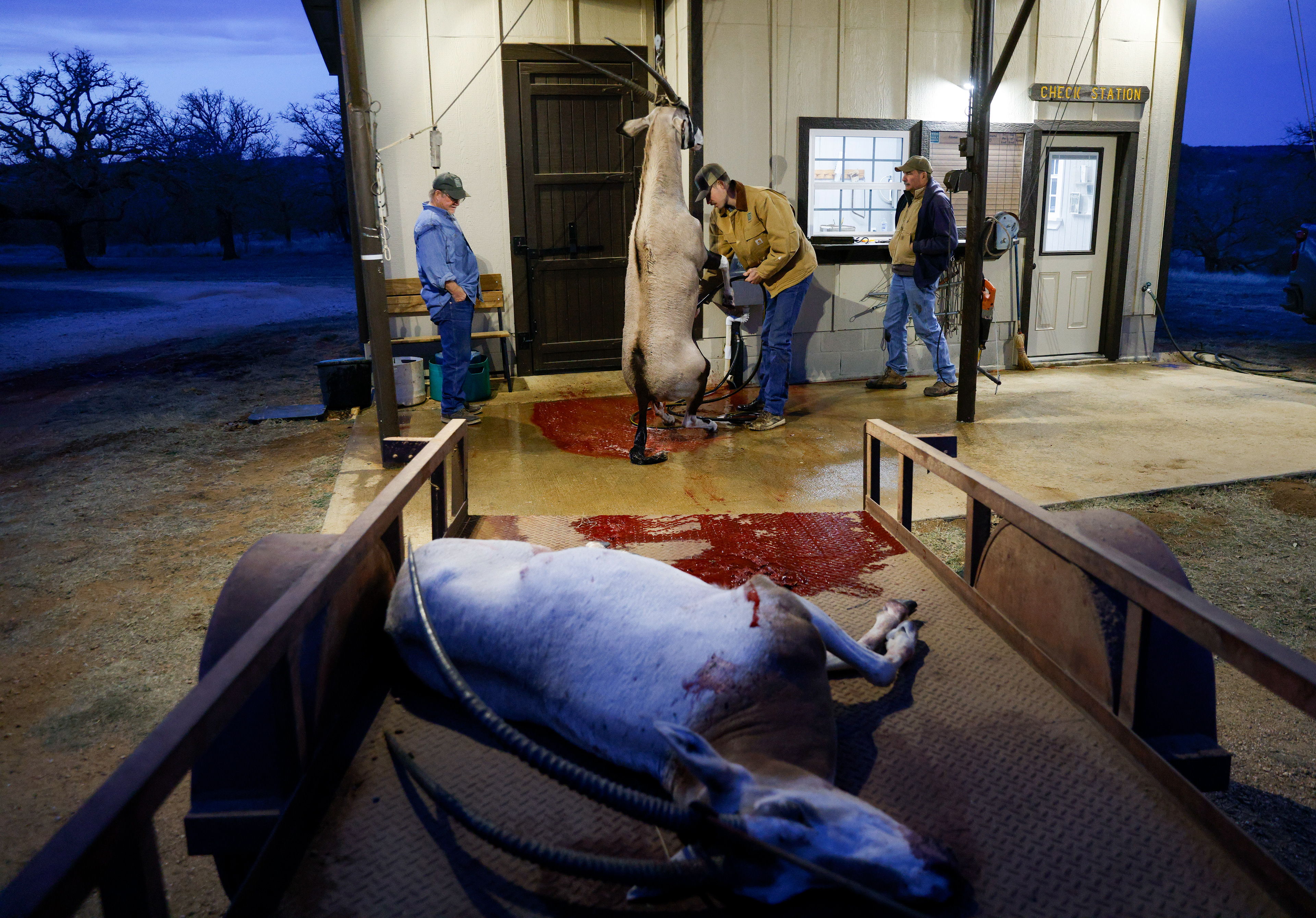 Mark Mitchell (from left), Kelton Mote and Jeff Forman clean the dressing station before placing a gemsbok (top) and scimitar into a walk-in cooler after an exotic hunt at the Mason Mountain Wildlife Management Area, Wednesday, Jan. 22, 2025, in Mason, Texas.