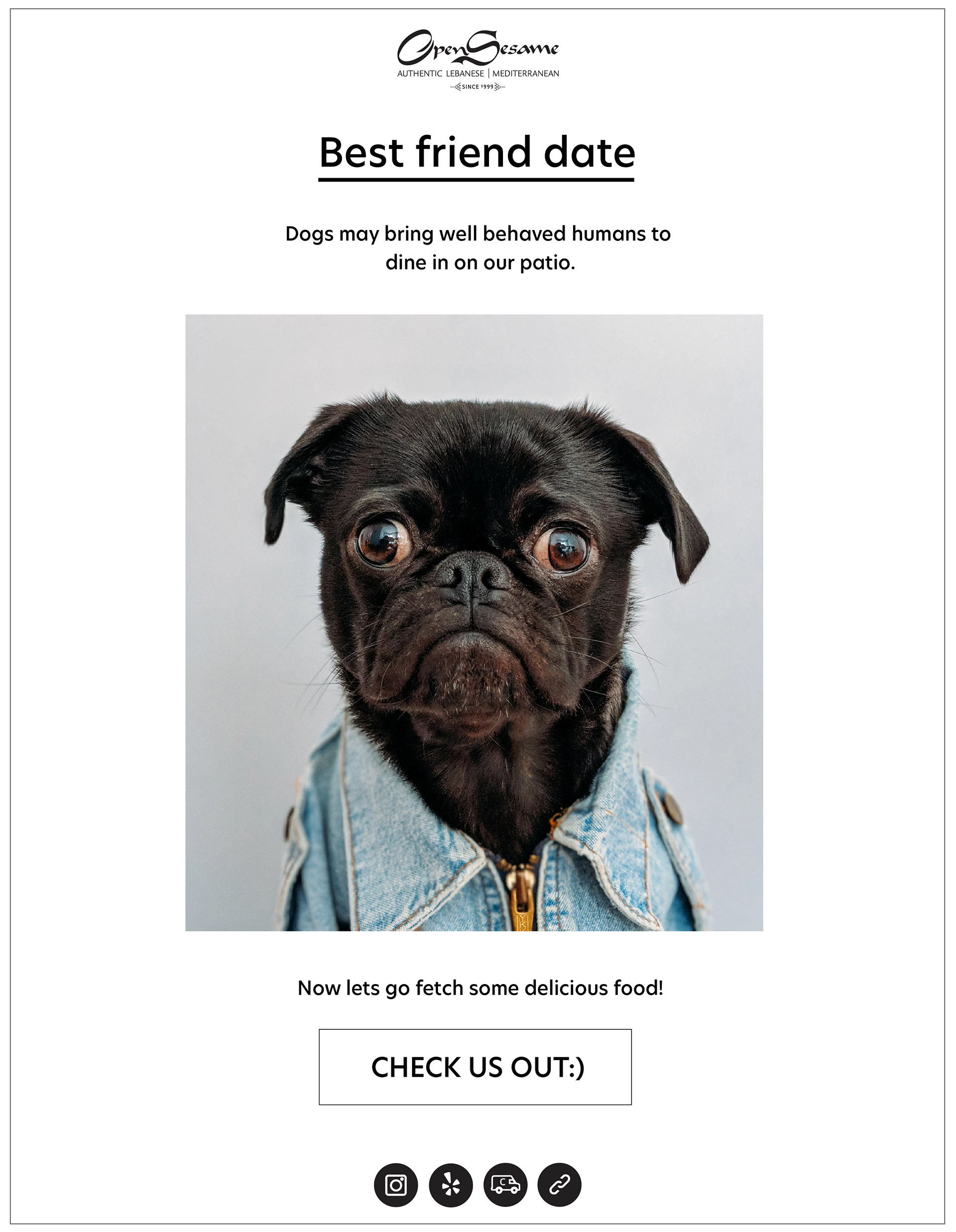 pug dog wearing a jean jacket