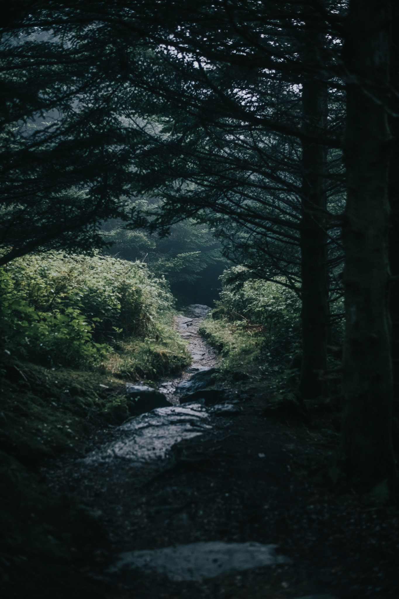 Mount Mitchell State Park