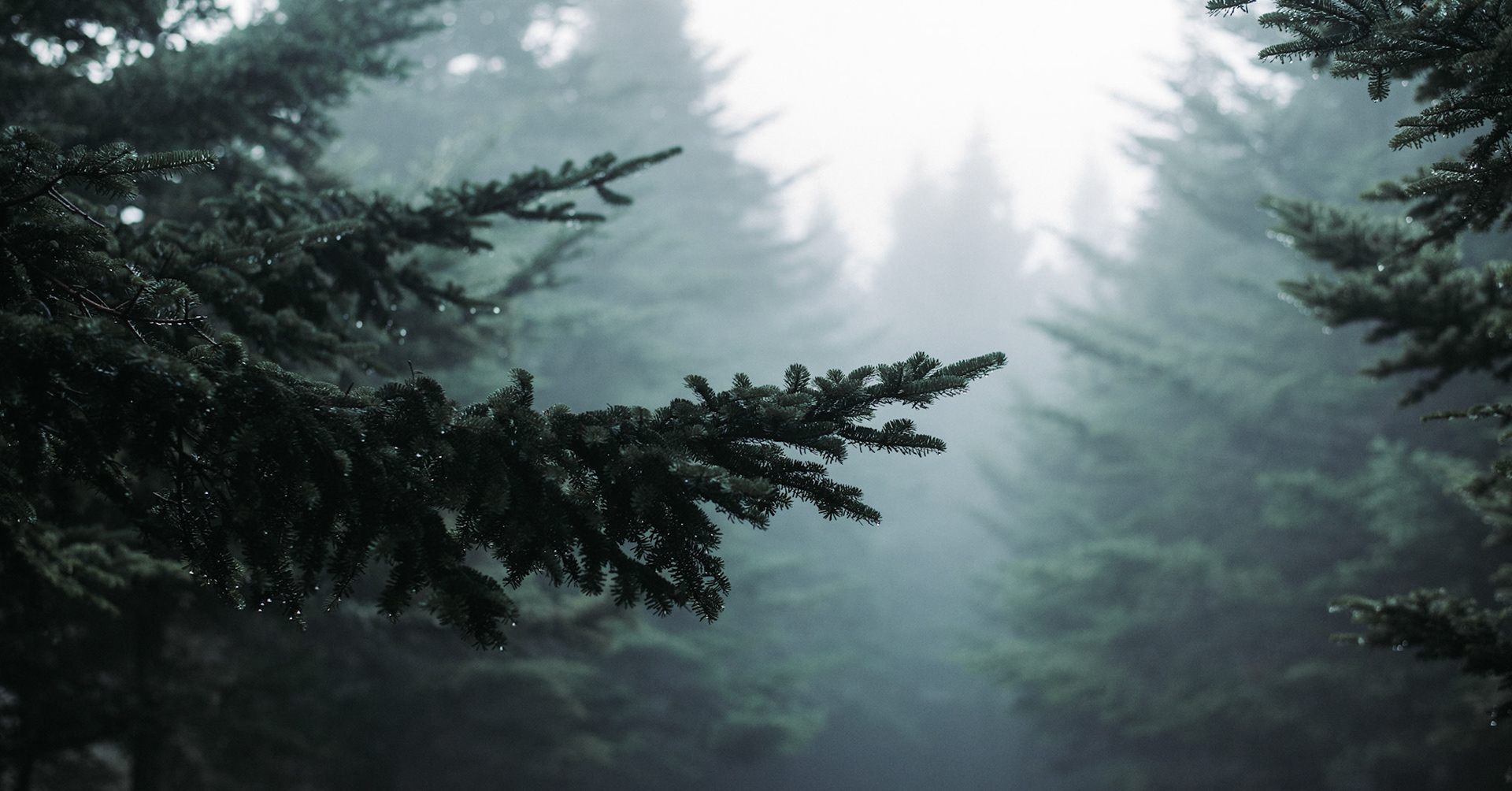 Mount Mitchell State Park