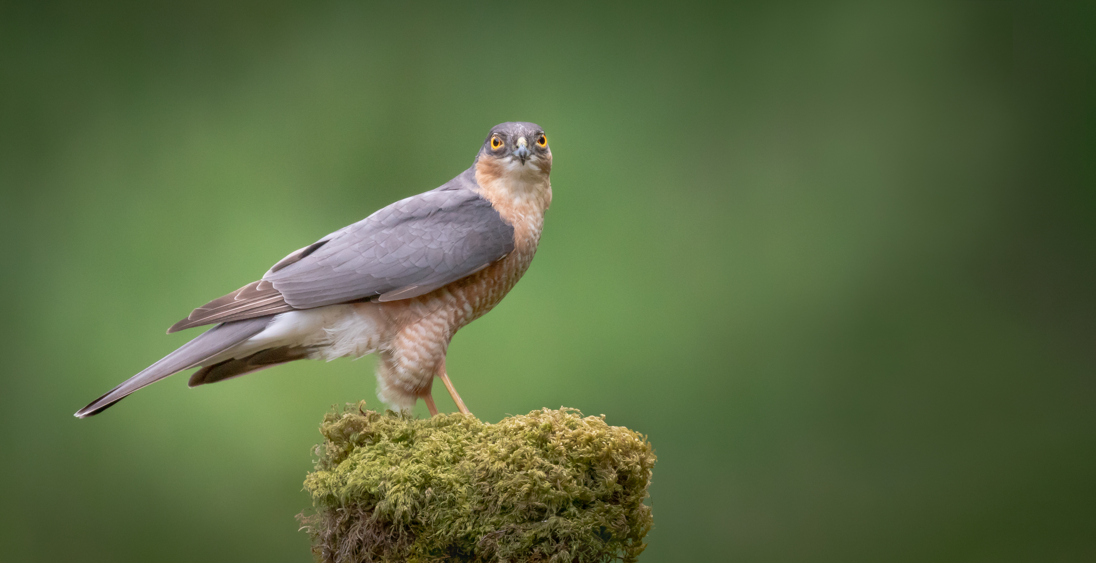 Sparrowhawk