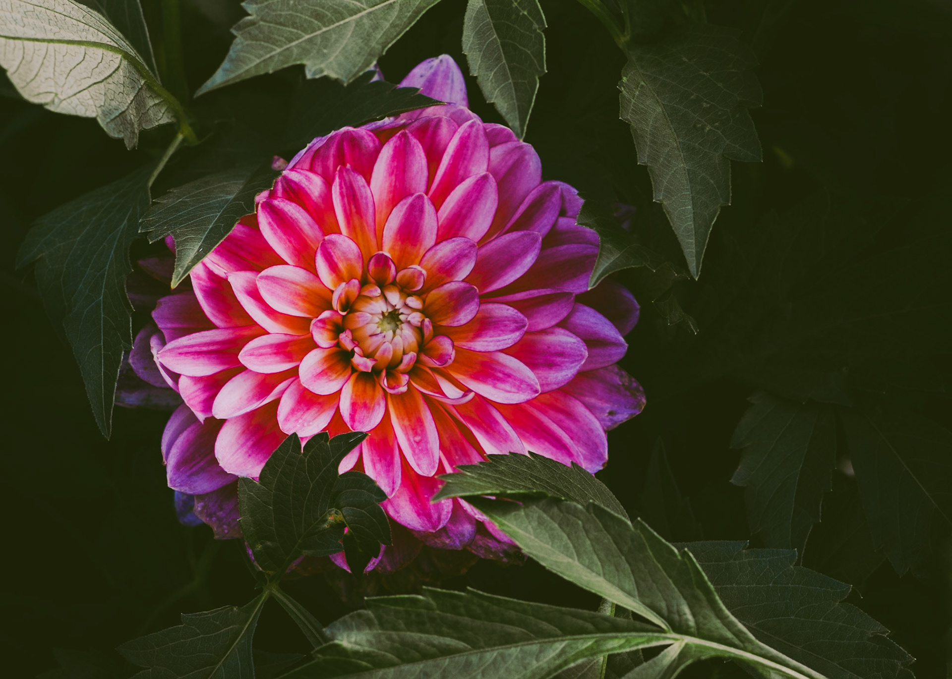 Flowers 3