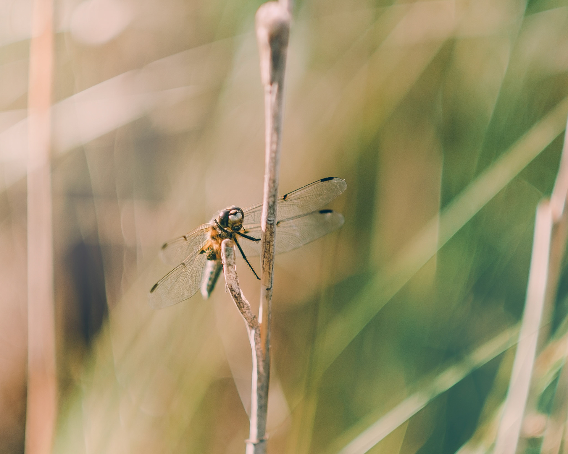 Dragonfly