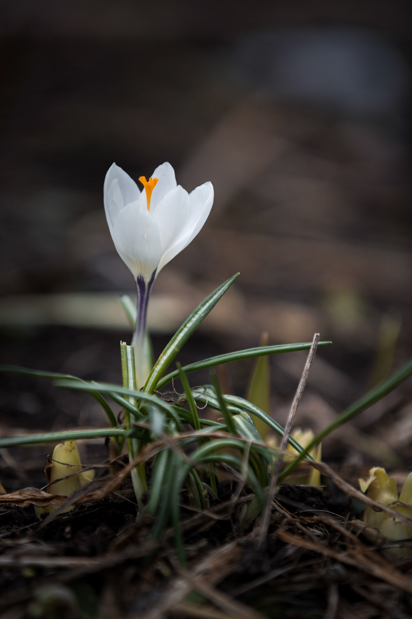 Spring...