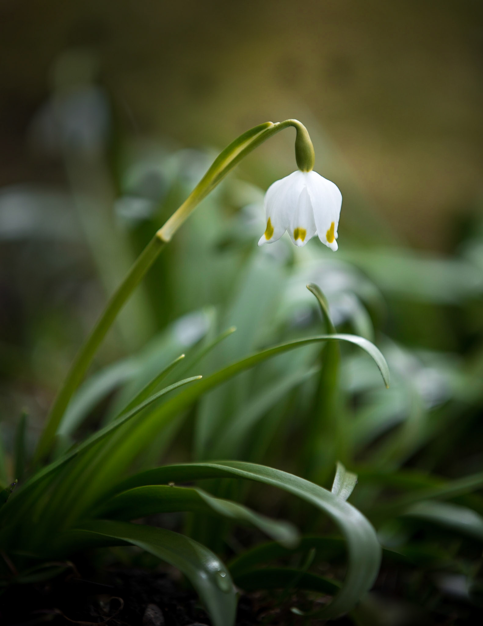 Spring...