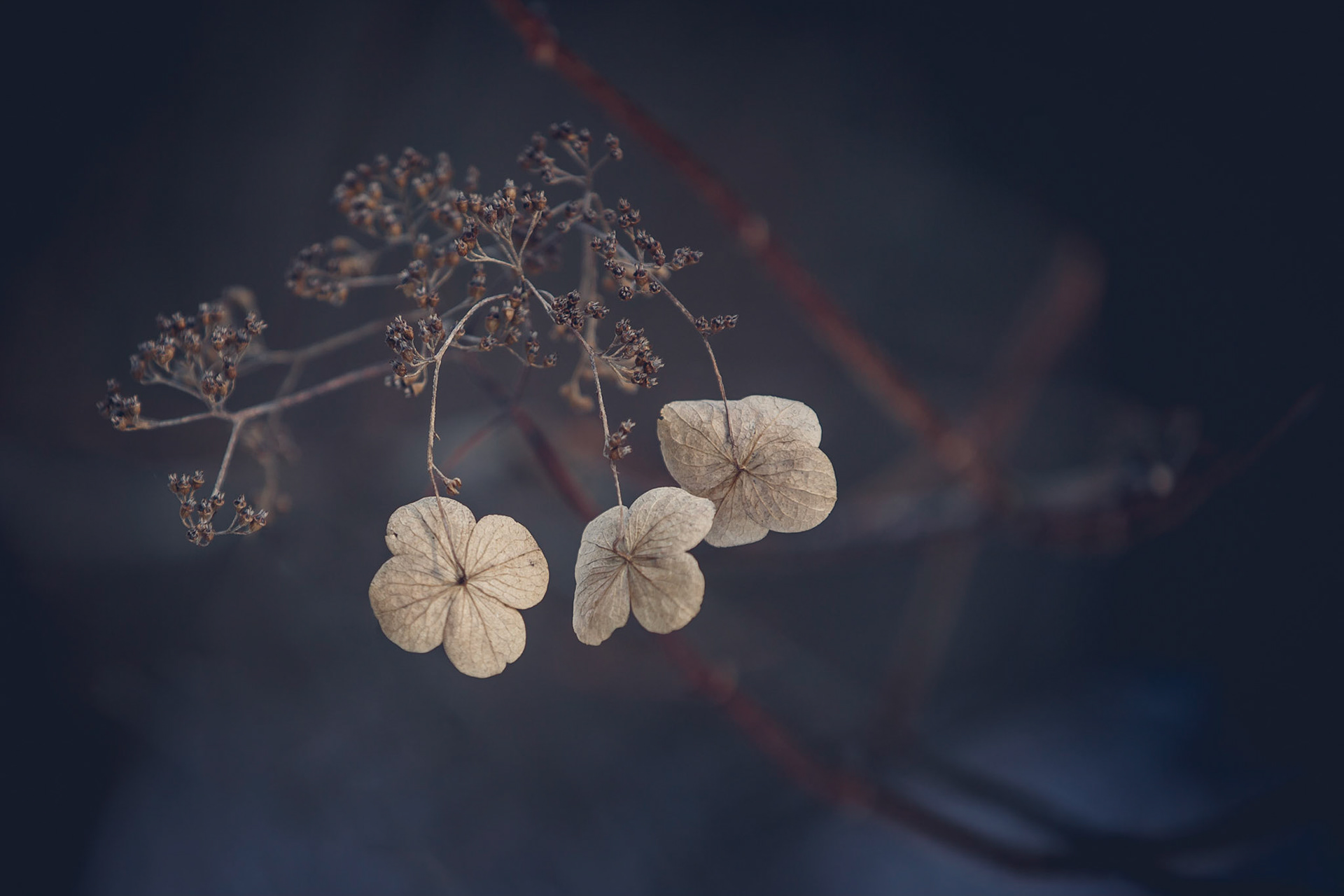 Nature, before starting a new era of spring