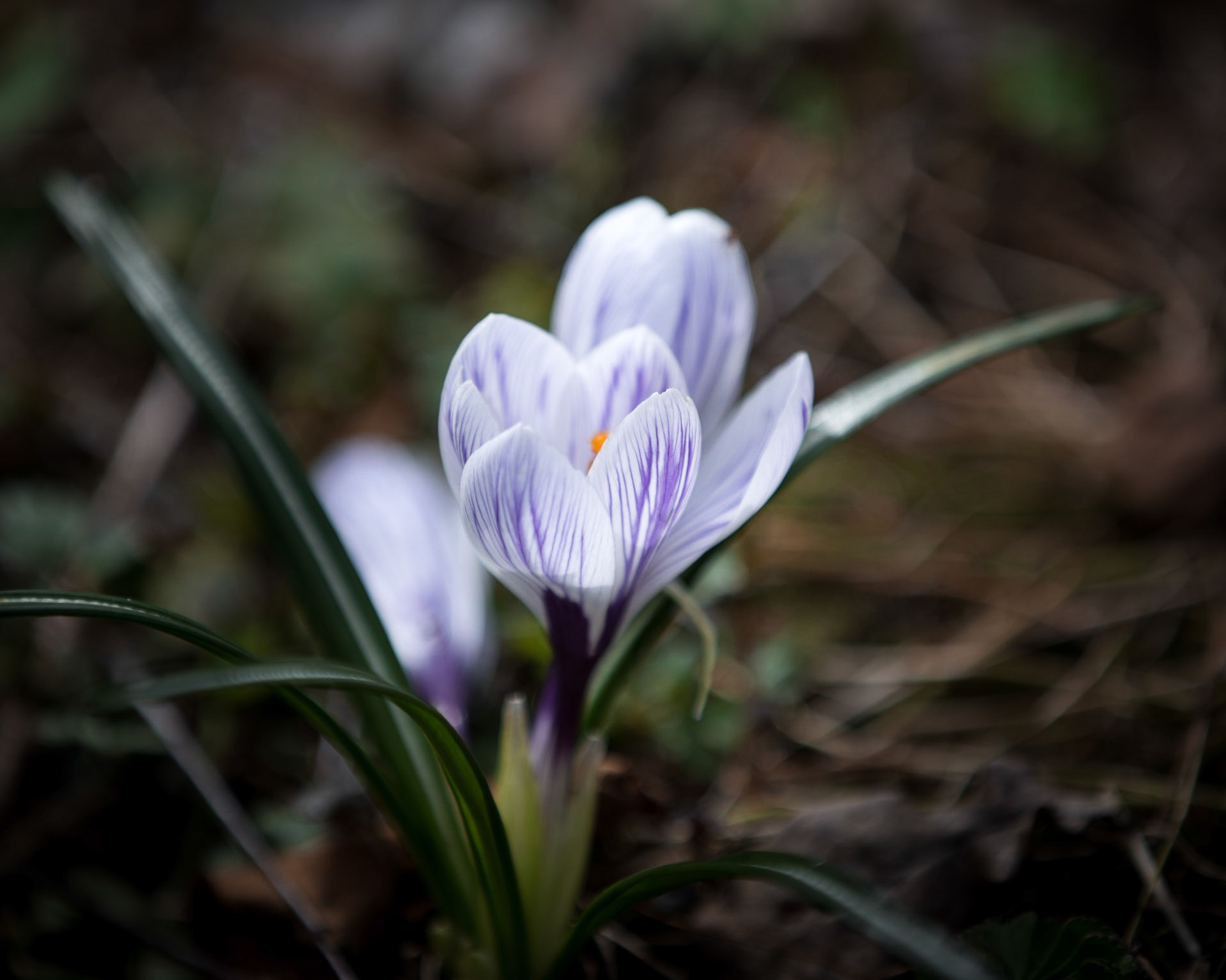 Spring...