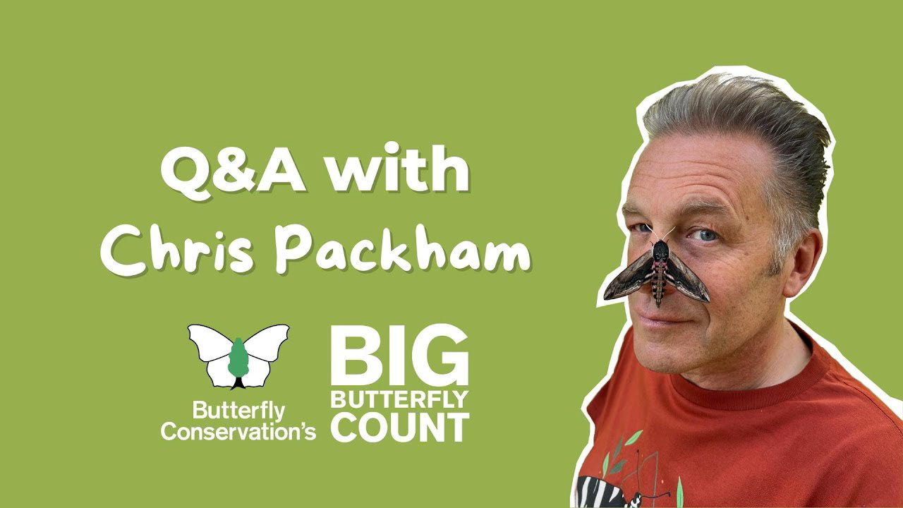 Q&A session with wildlife presenter Chris Packham, created to deepen engagement and inspire Big Butterfly Count participants with expert insight.
