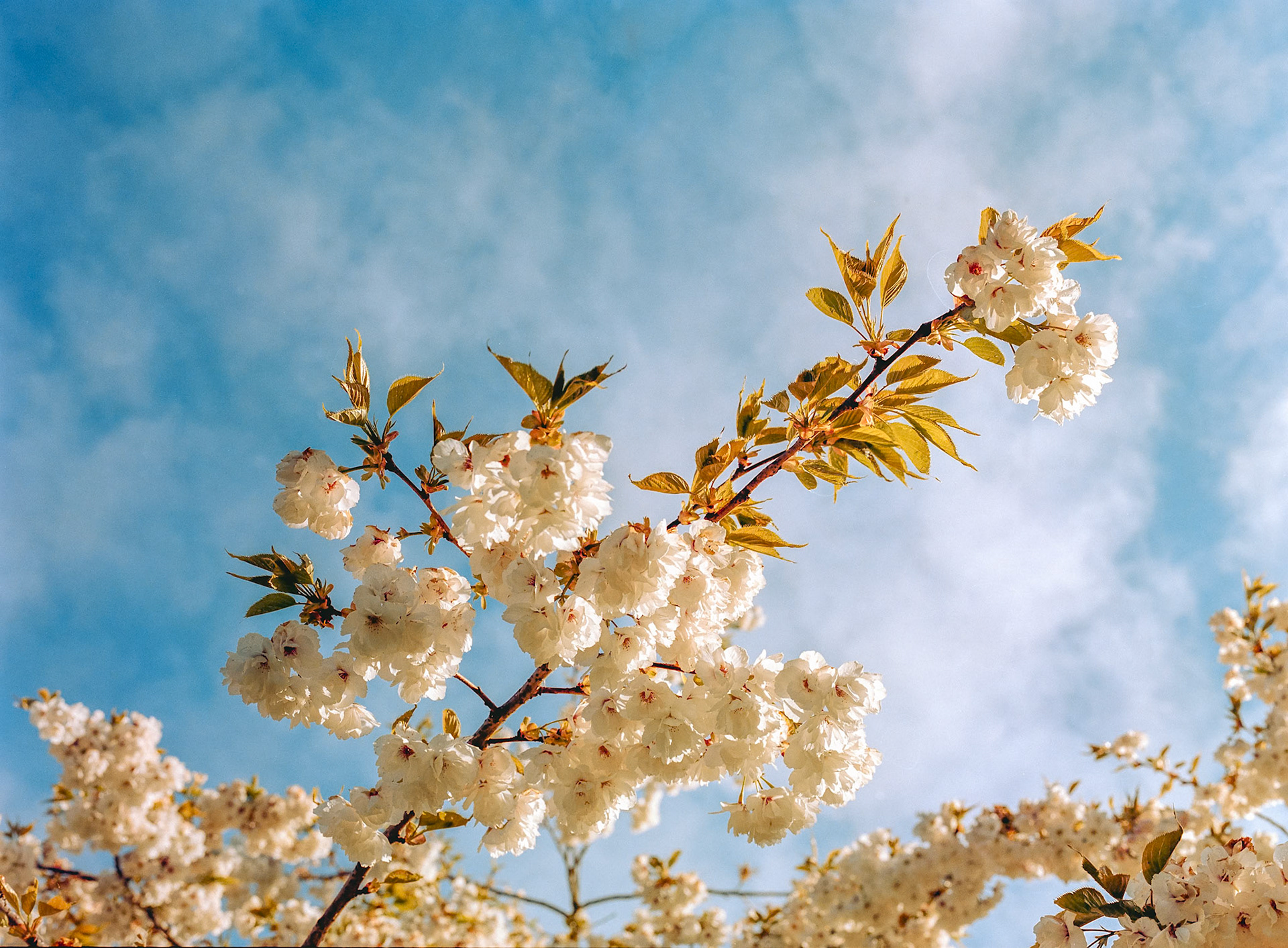 Blossom