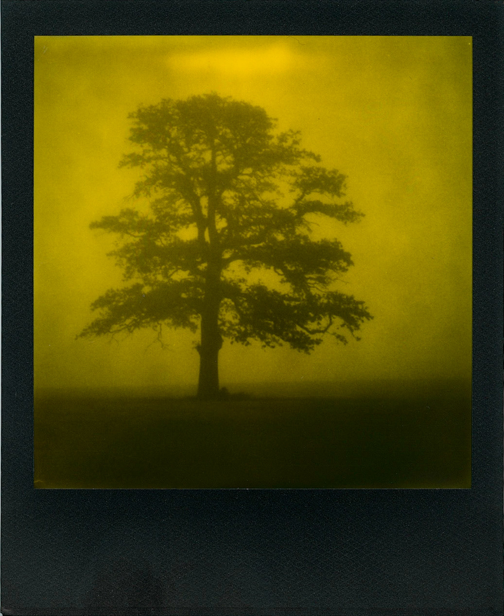 Winter Tree on Polaroid Yellow Duochrome