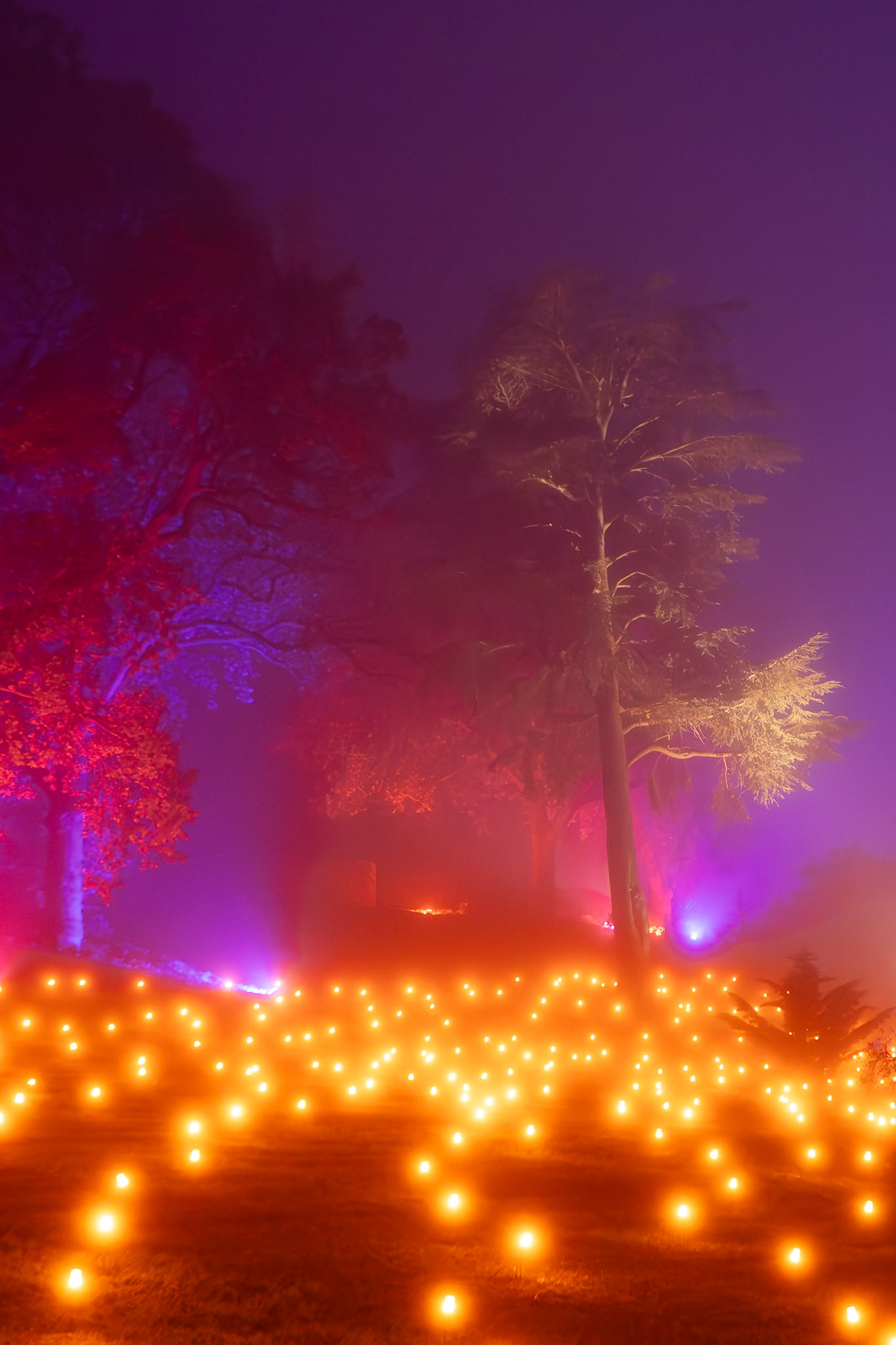 Glow at Wisley
