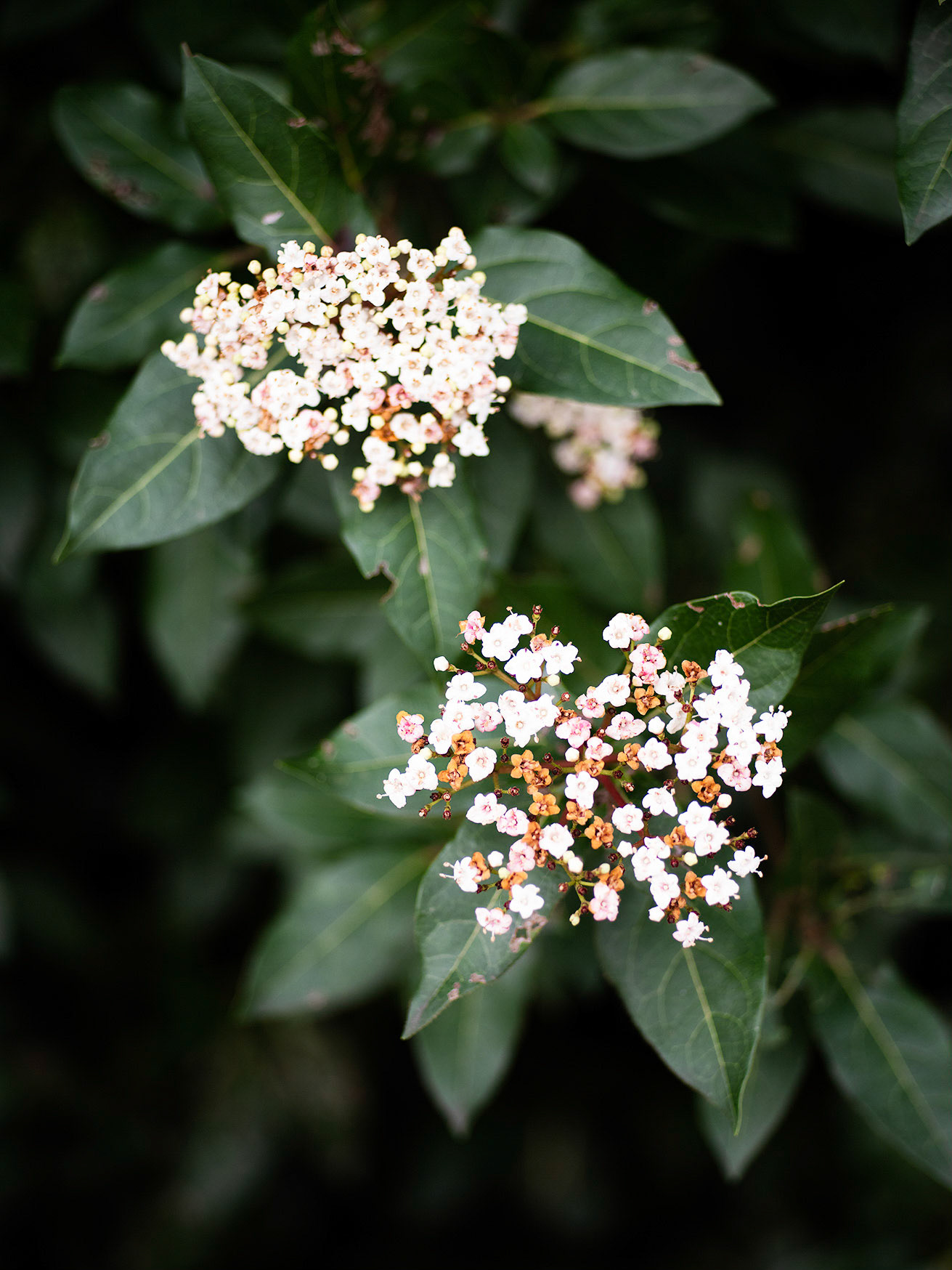 From the New Digital