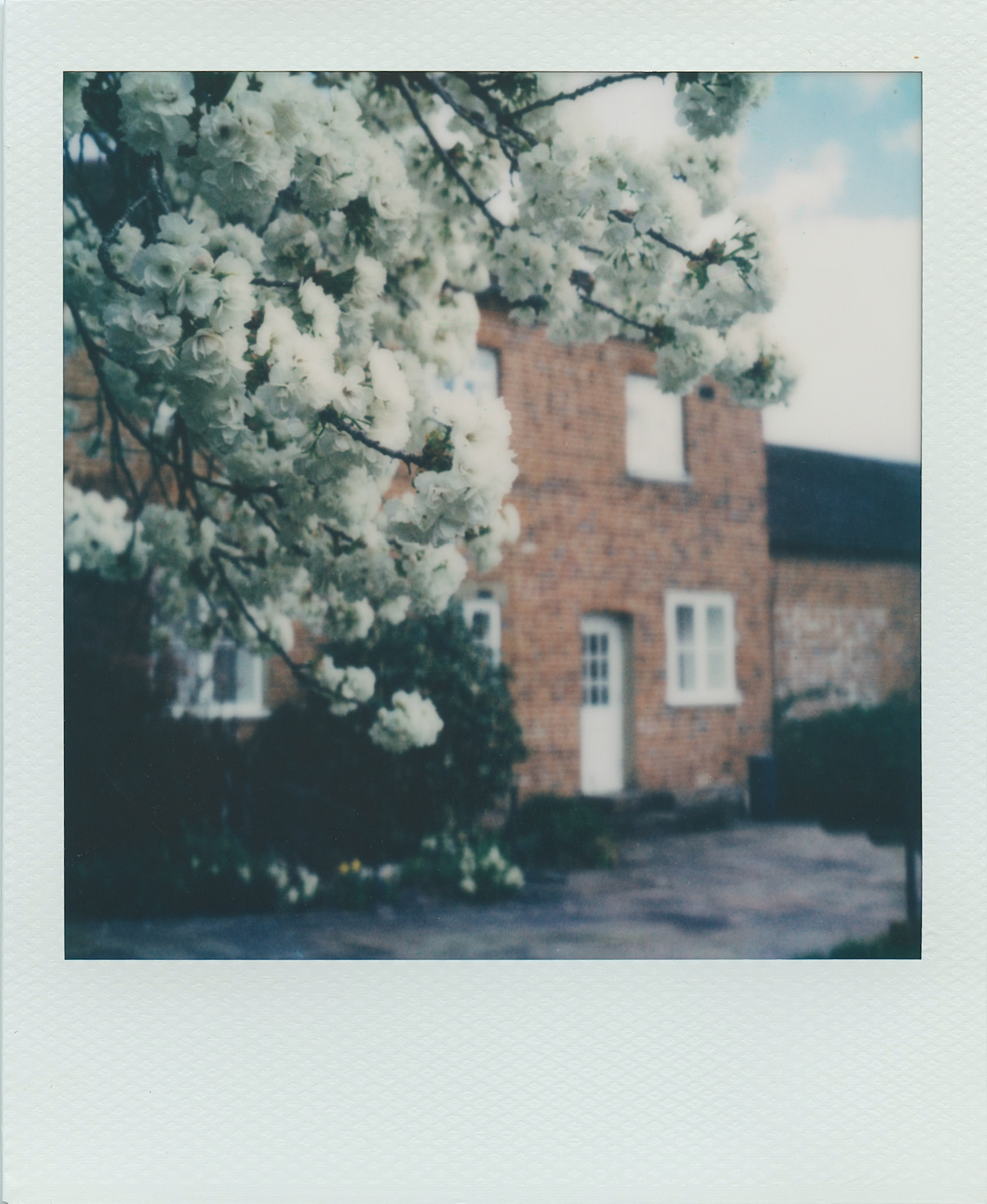 Springeroid