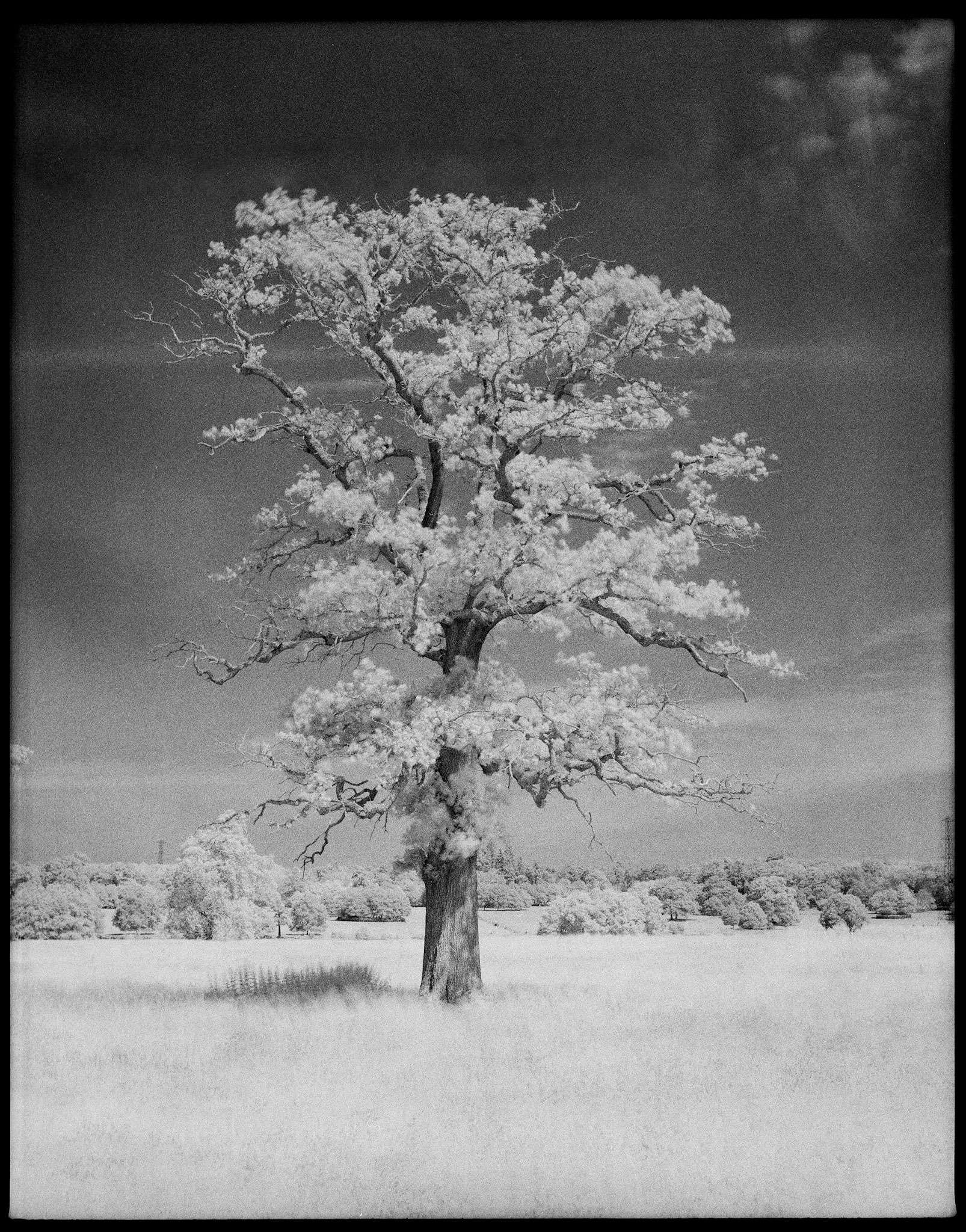 Dogmersfield  Infrared