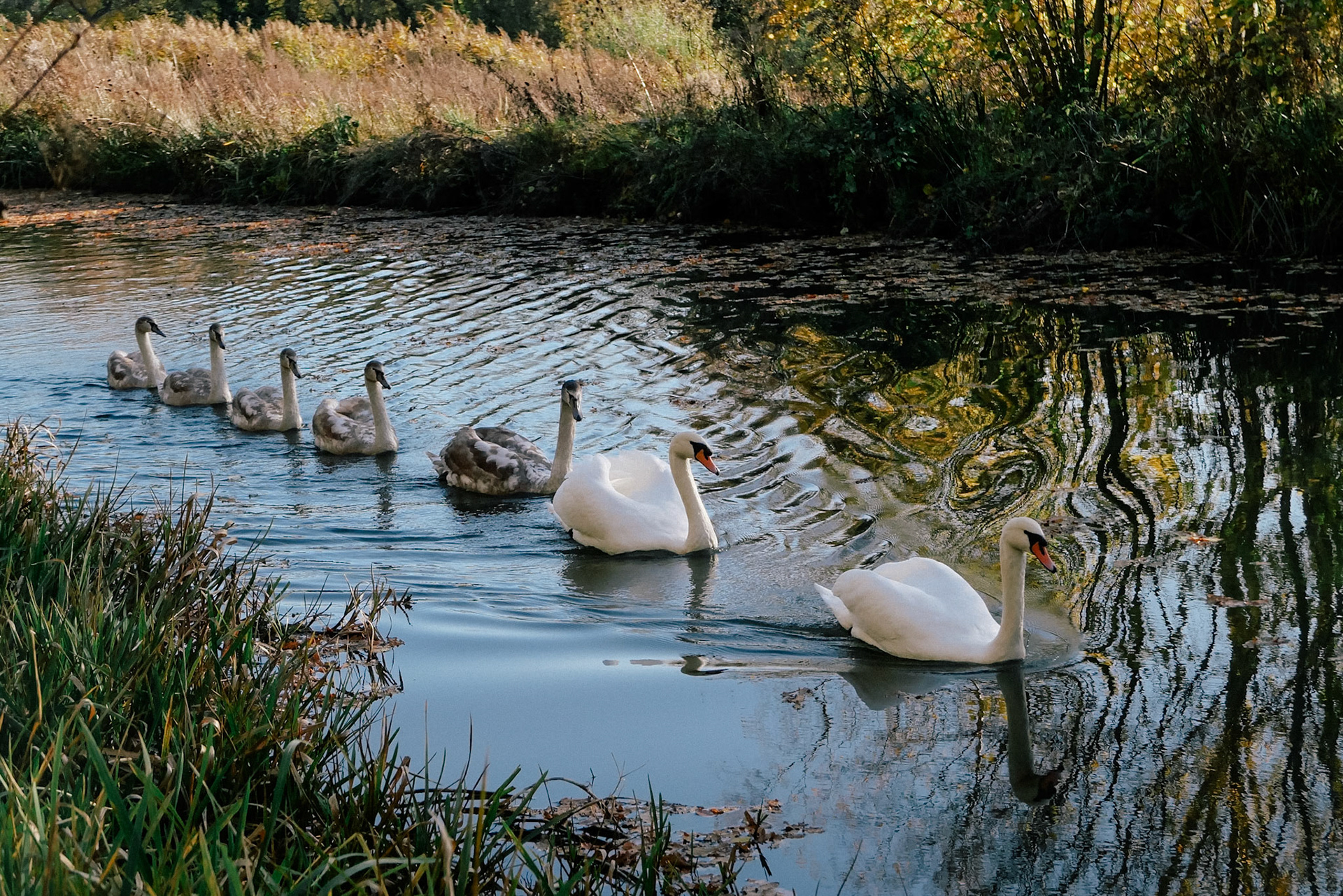 Swans