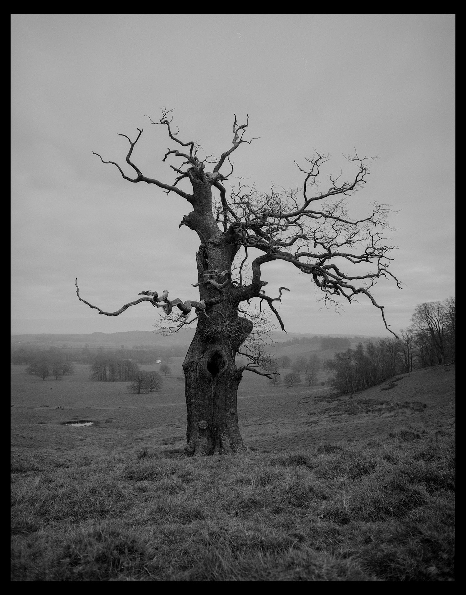 My favourite tree at Petworth