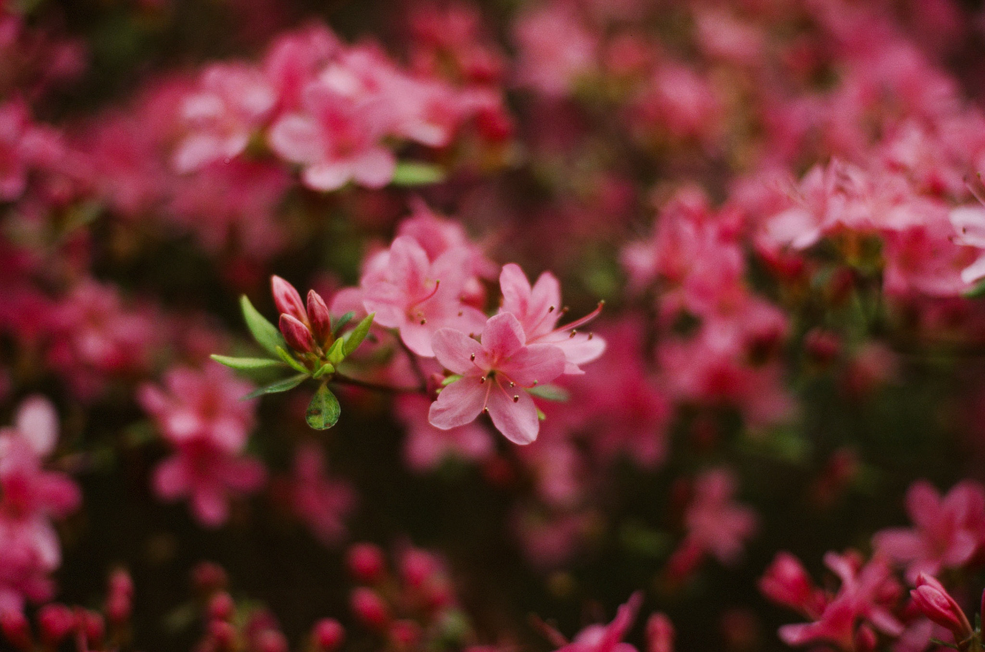 Wisley Film
