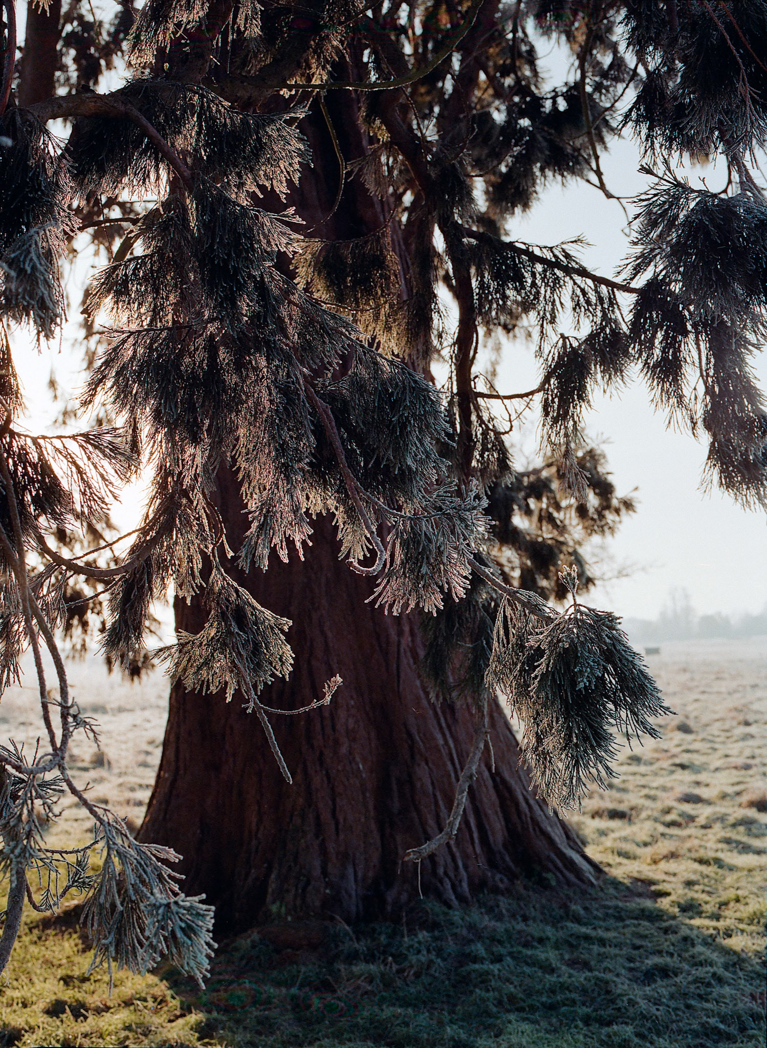 Frosty Redwood