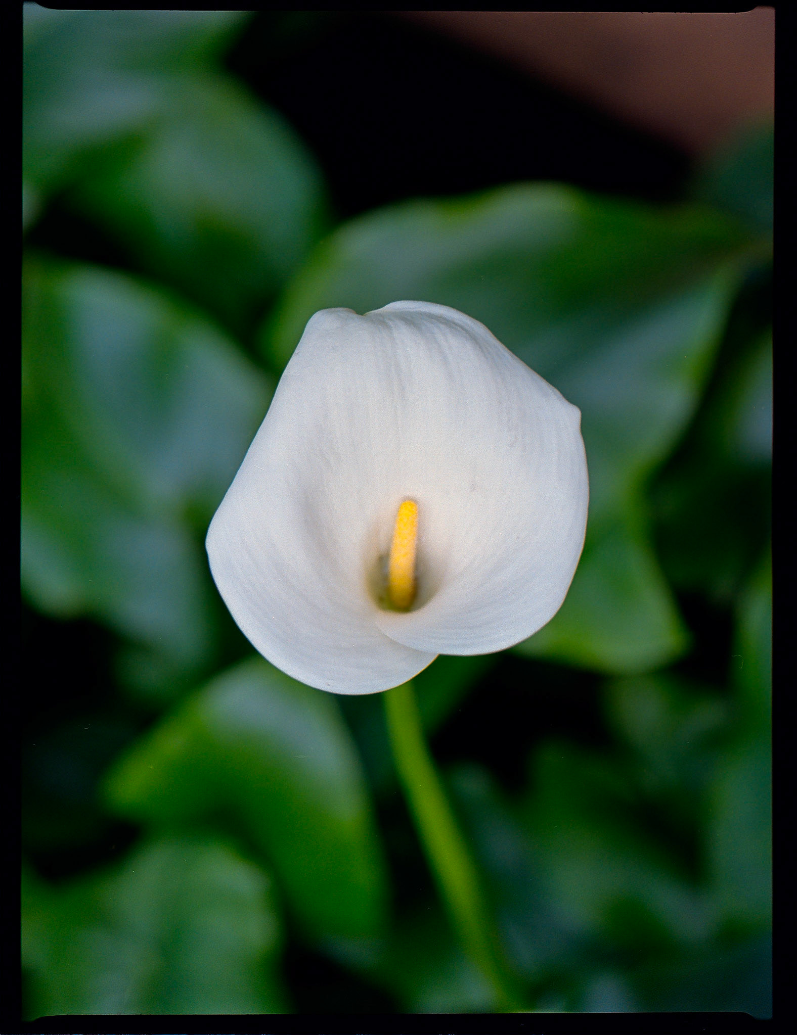 Wisley