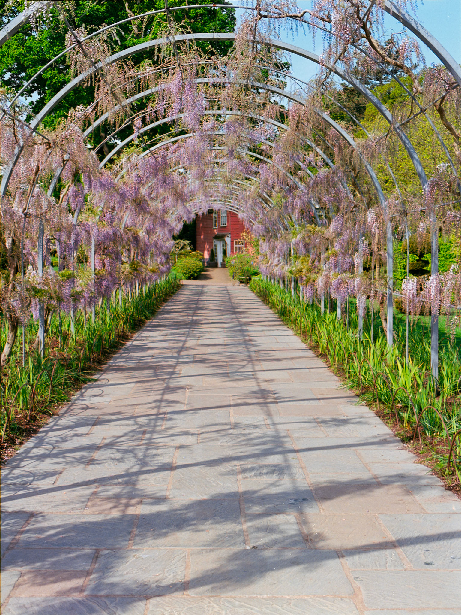 Wisteria Walk