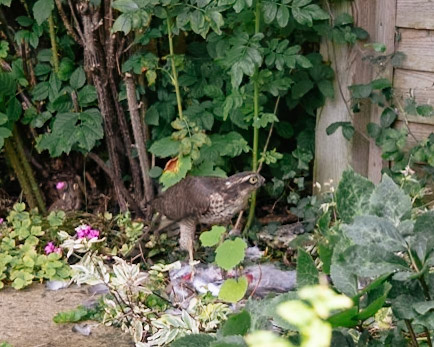 Sparrowhawk with a Dove