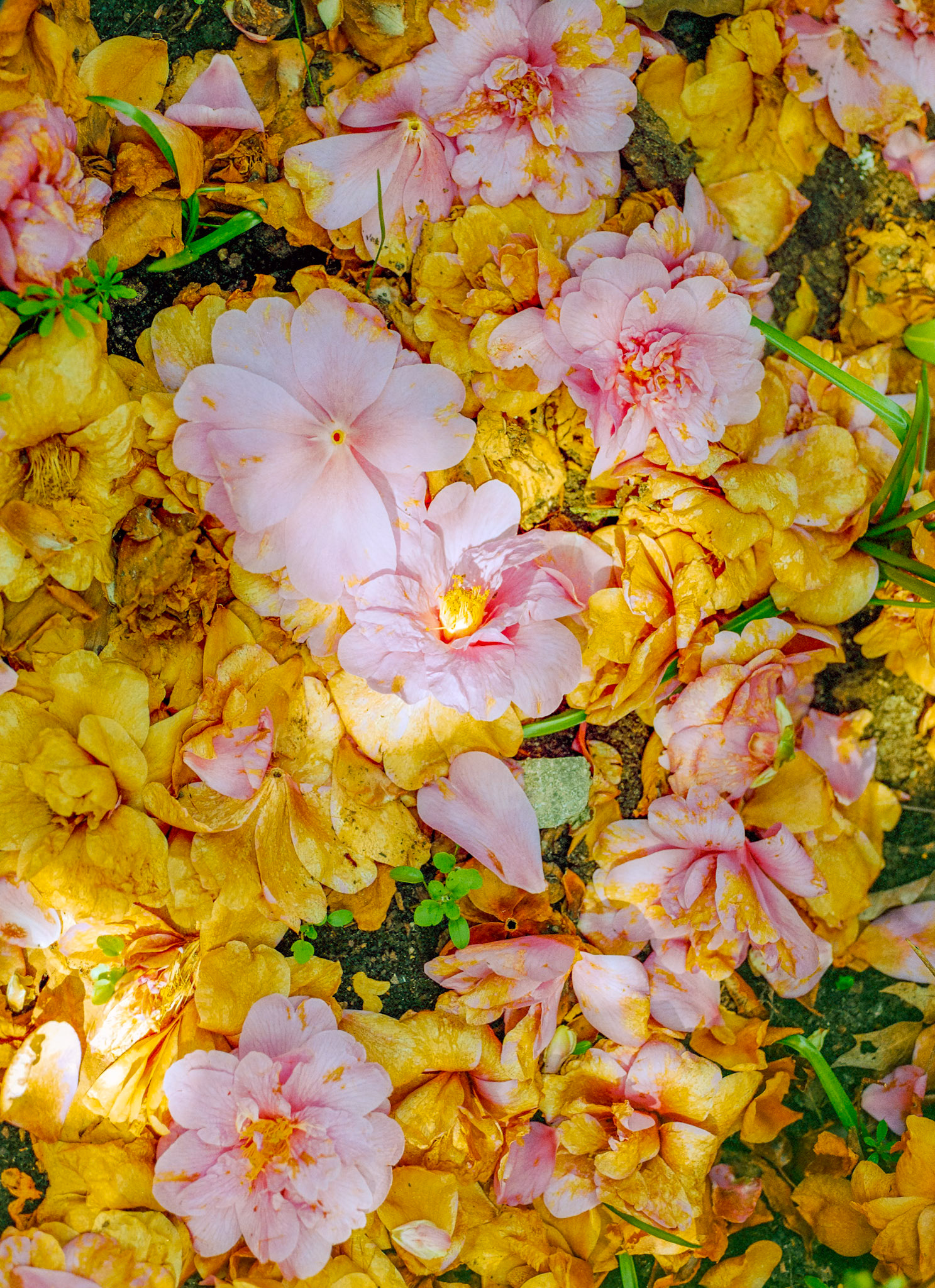 Bloom