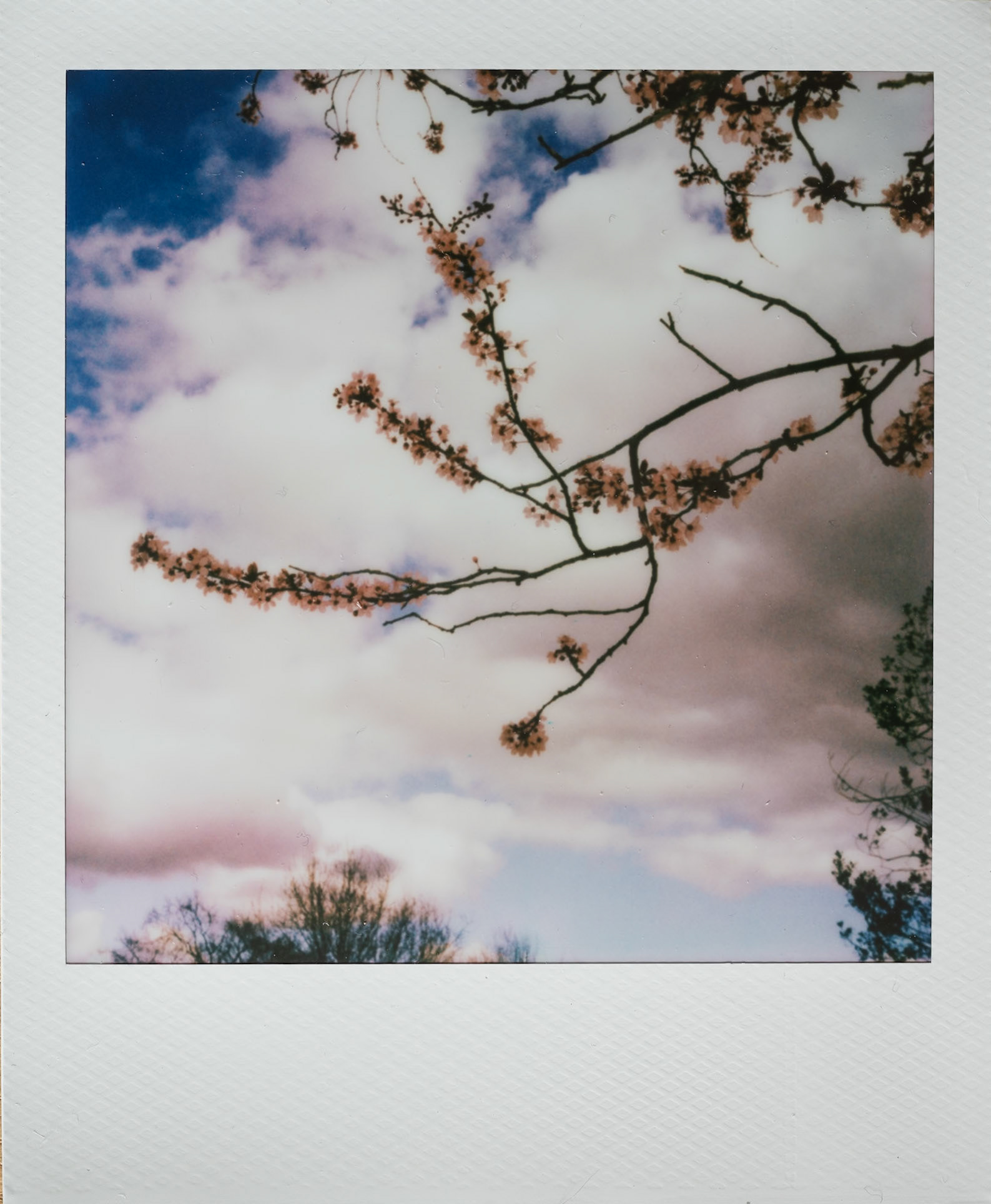 Springeroid