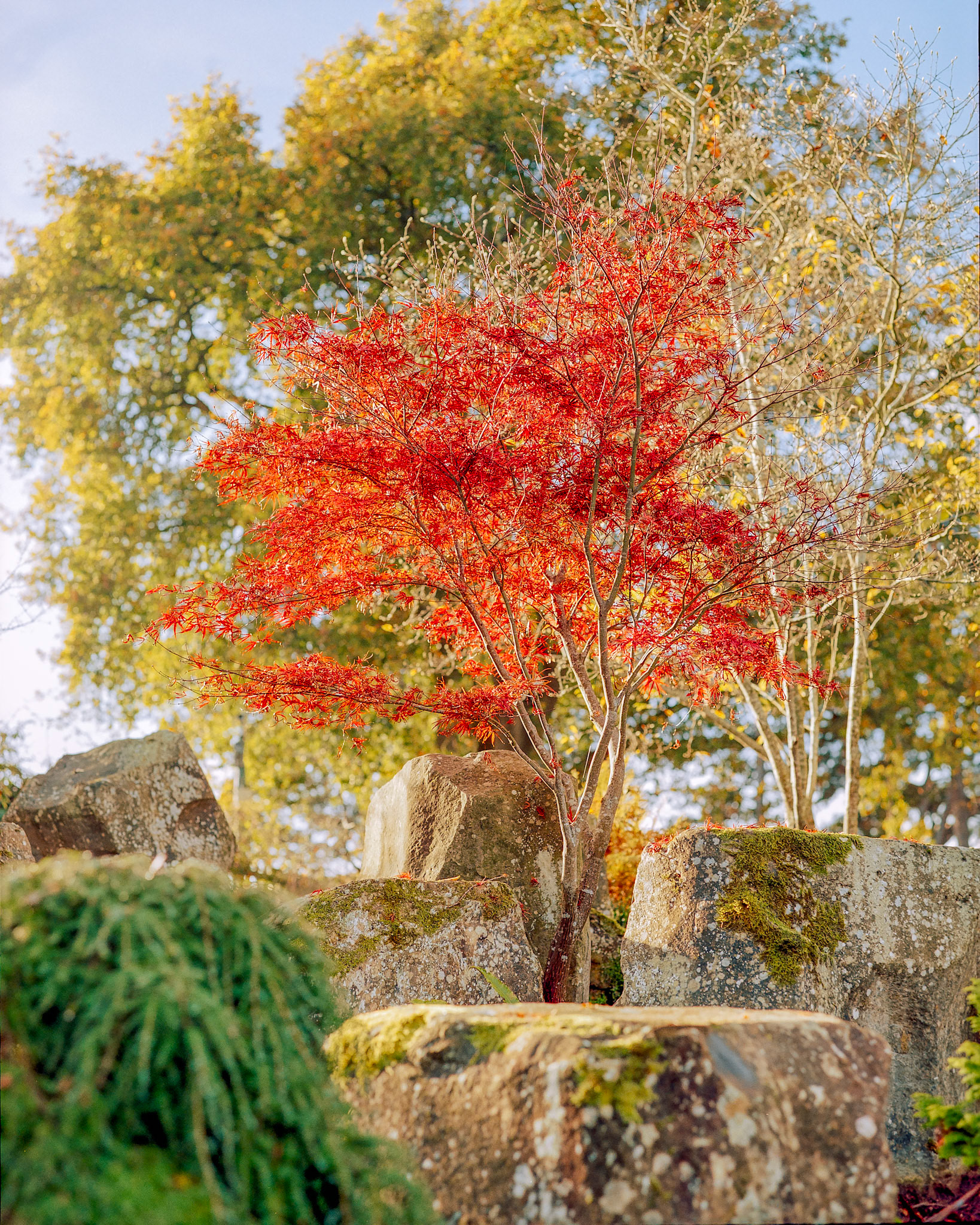 RHS Wisley