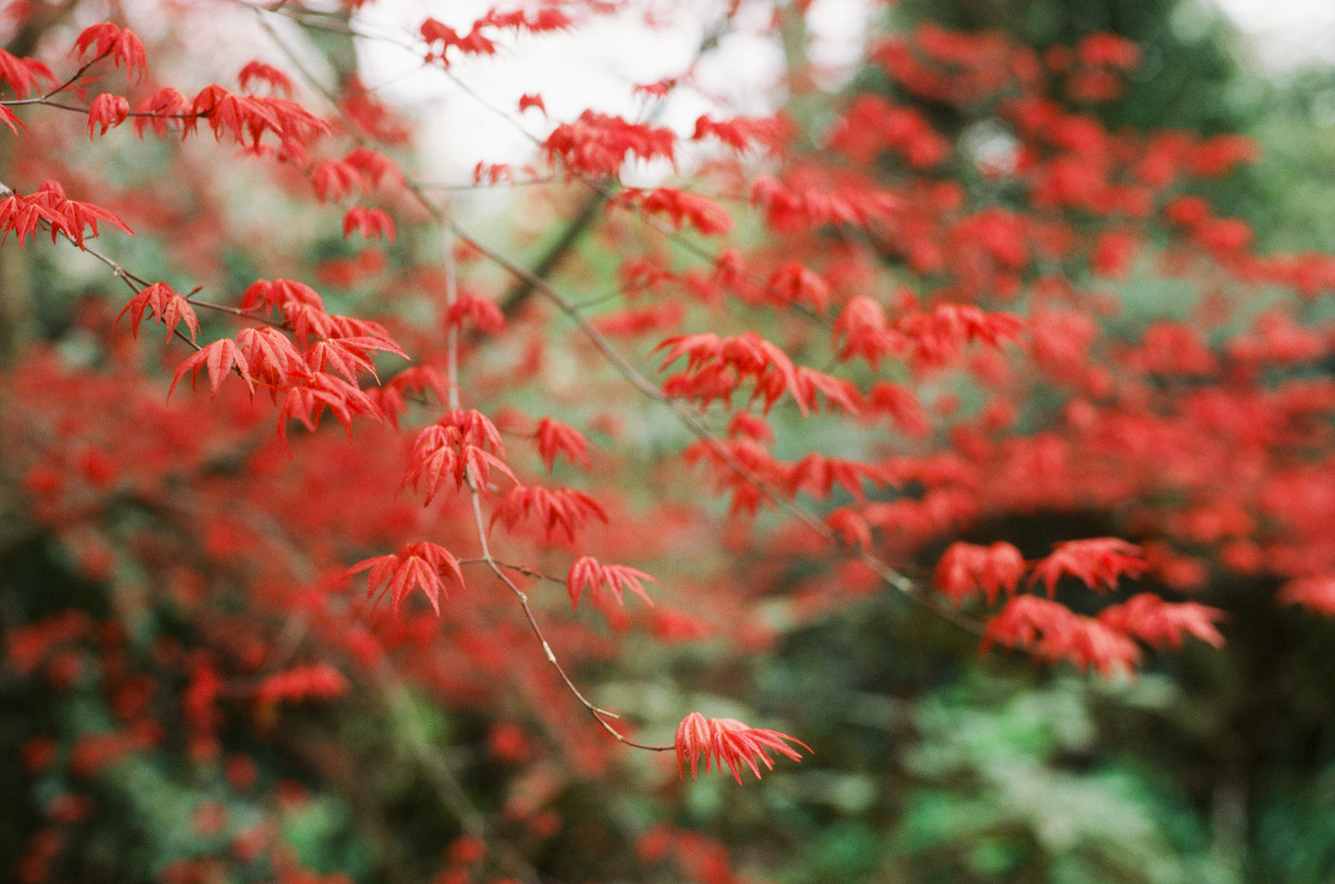 Wisley Film