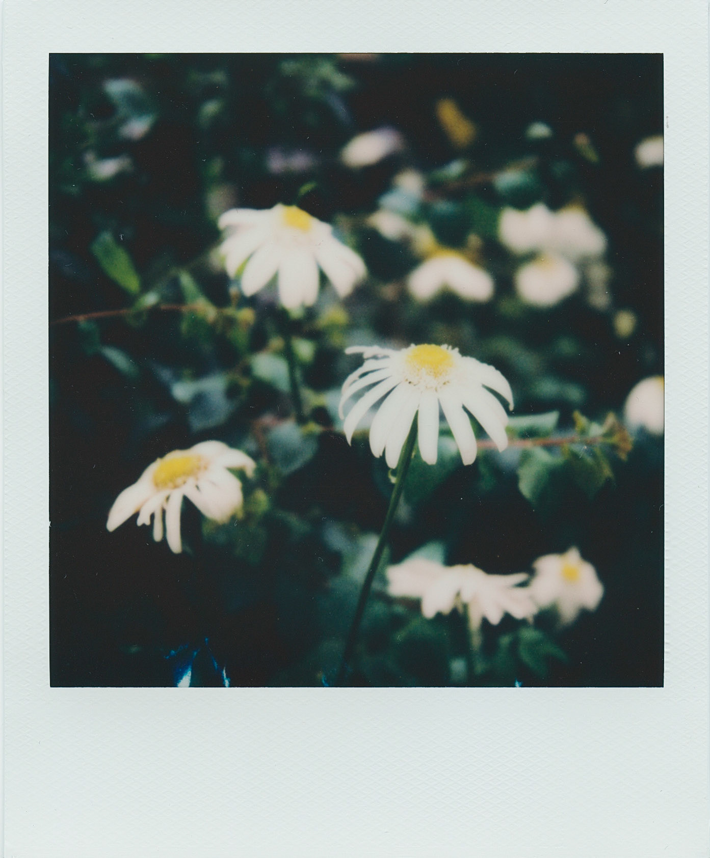 Daisy Theme Continued