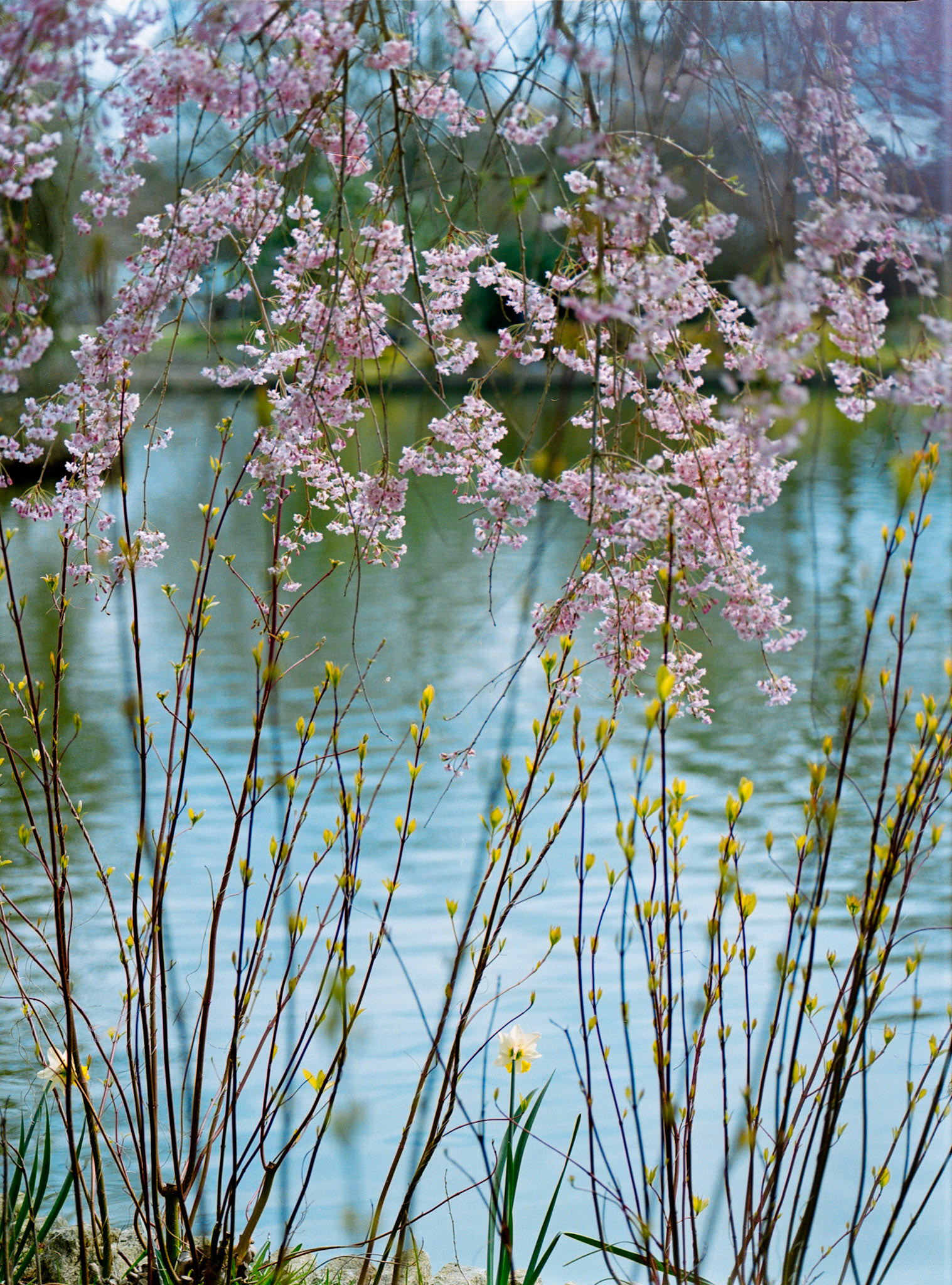 Wisley
