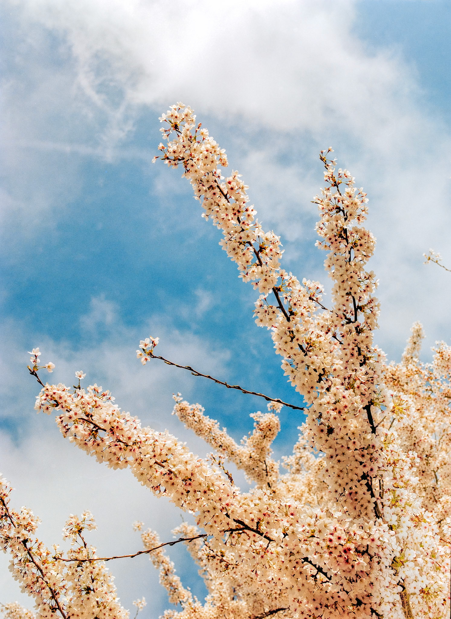 Bloom
