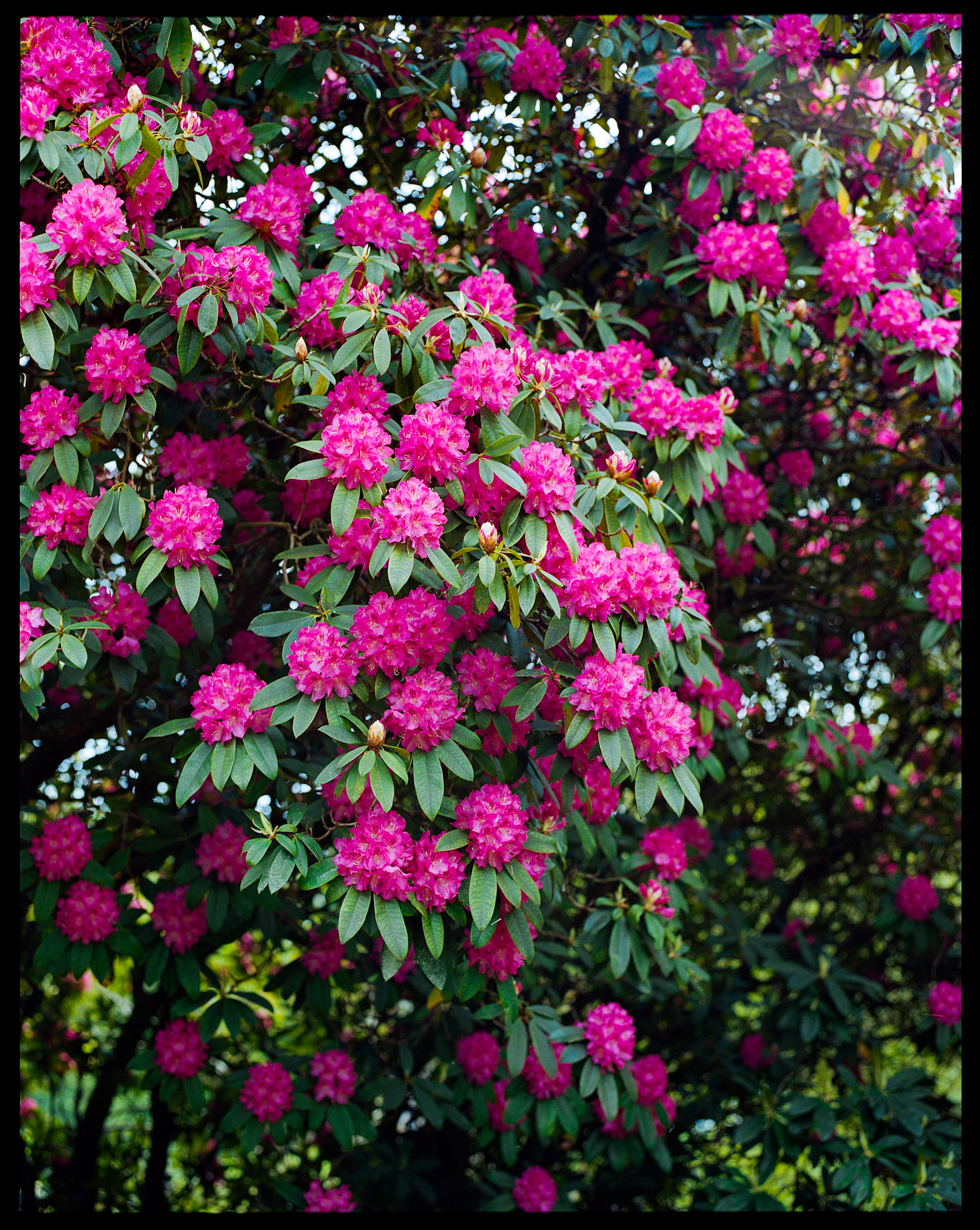 Film